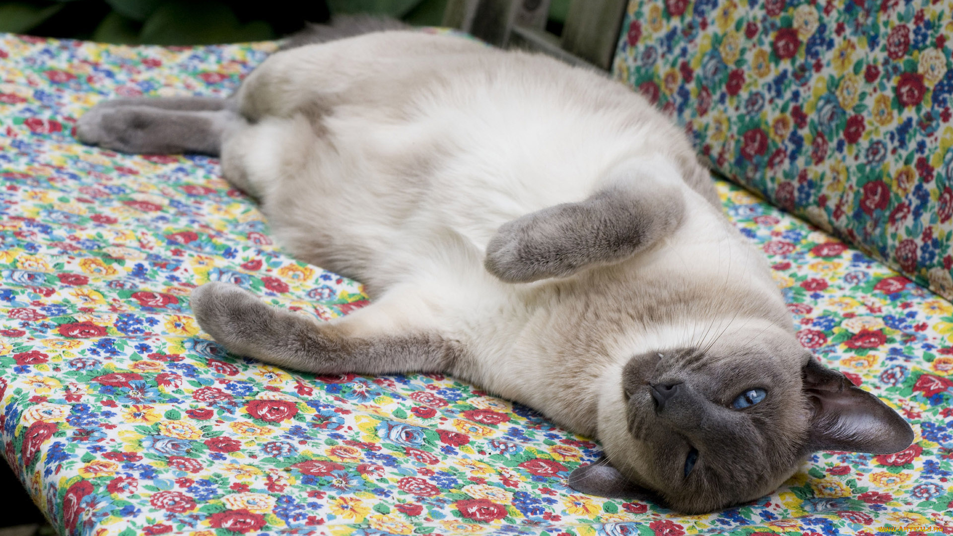 животные, коты