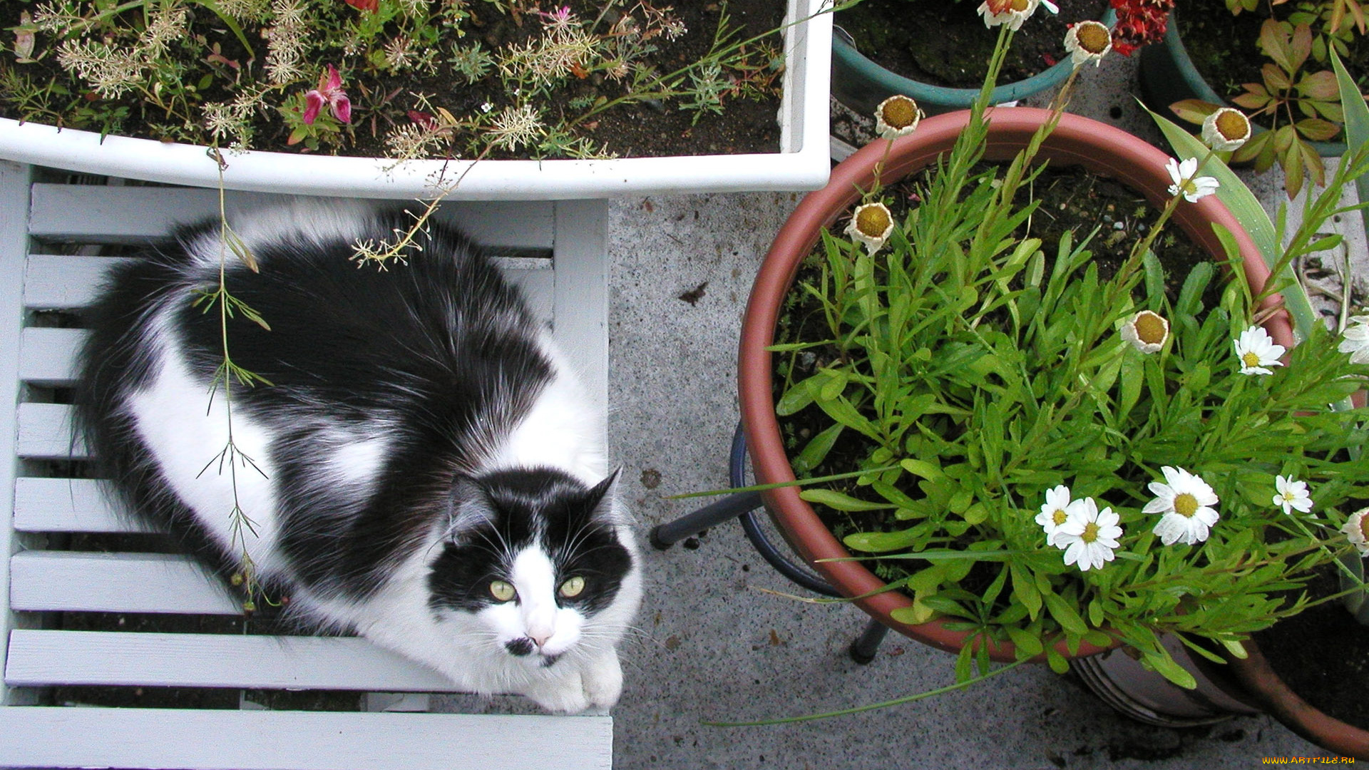 животные, коты