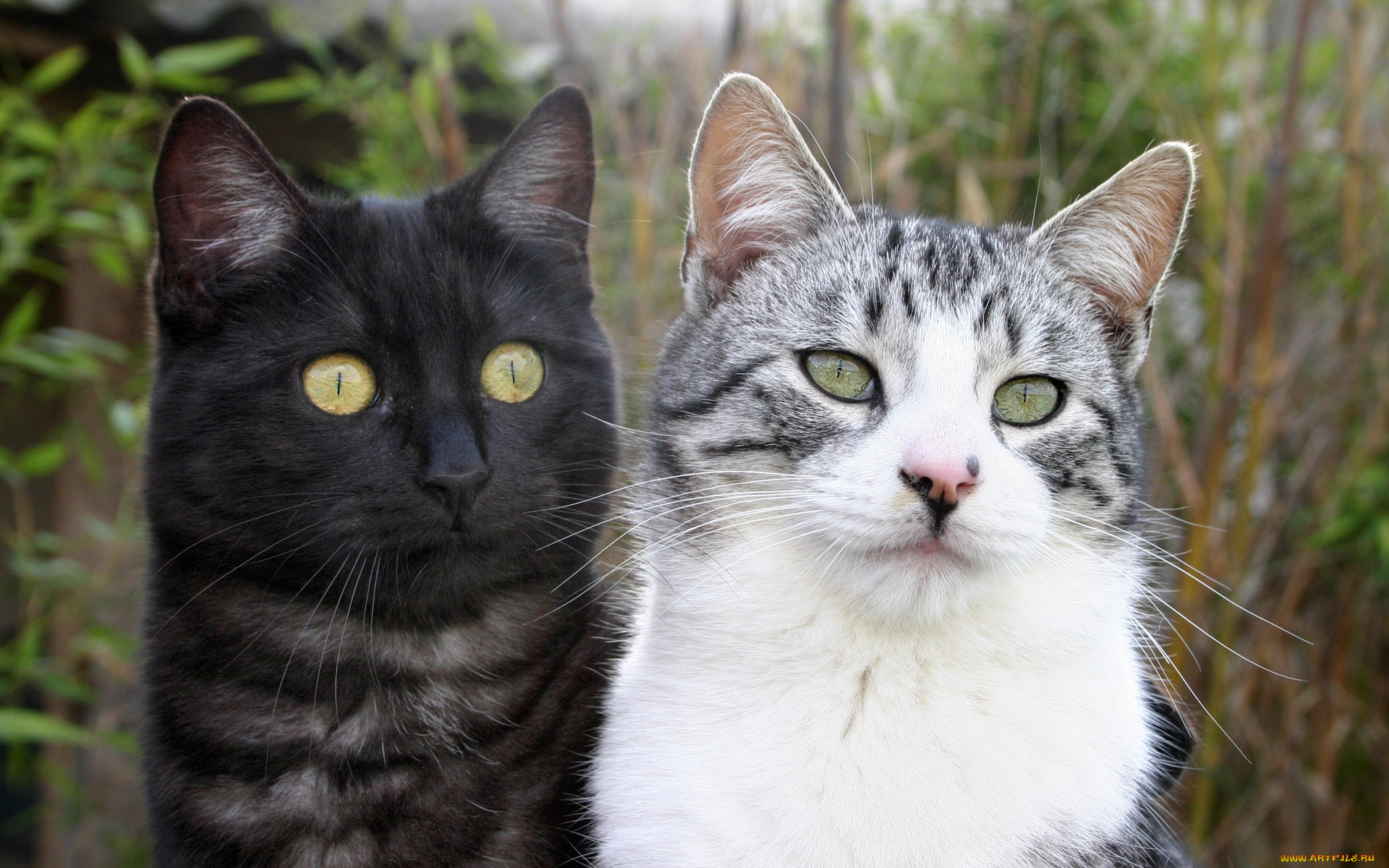 животные, коты