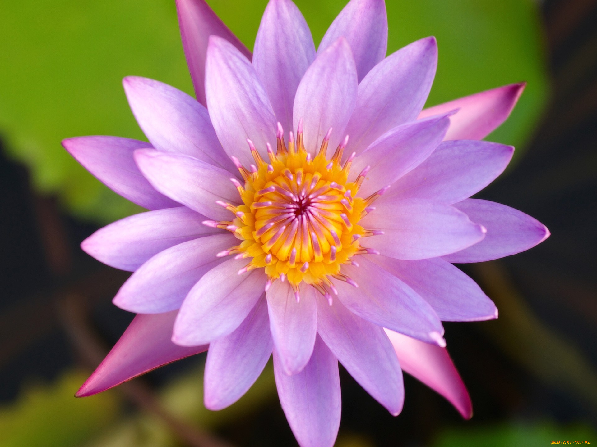 цветы, лилии, водяные, нимфеи, кувшинки