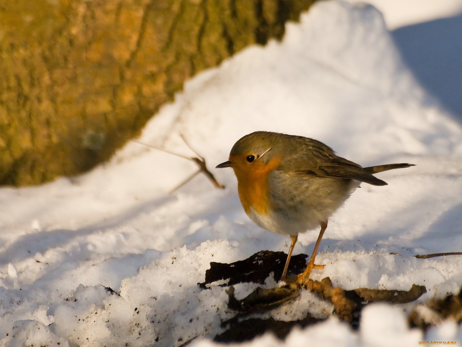 животные, зарянки, малиновки