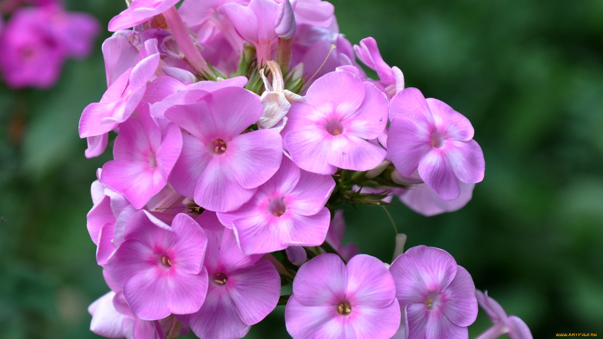 цветы, флоксы