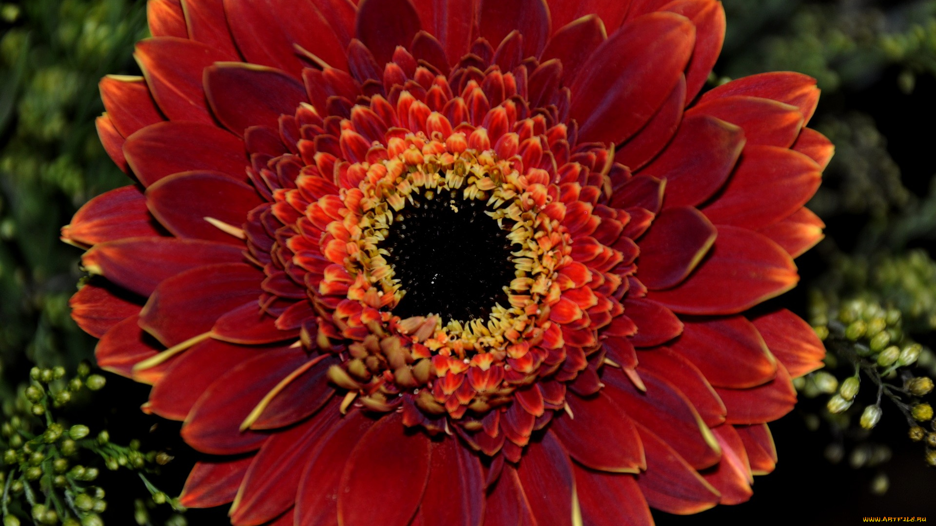 цветы, герберы