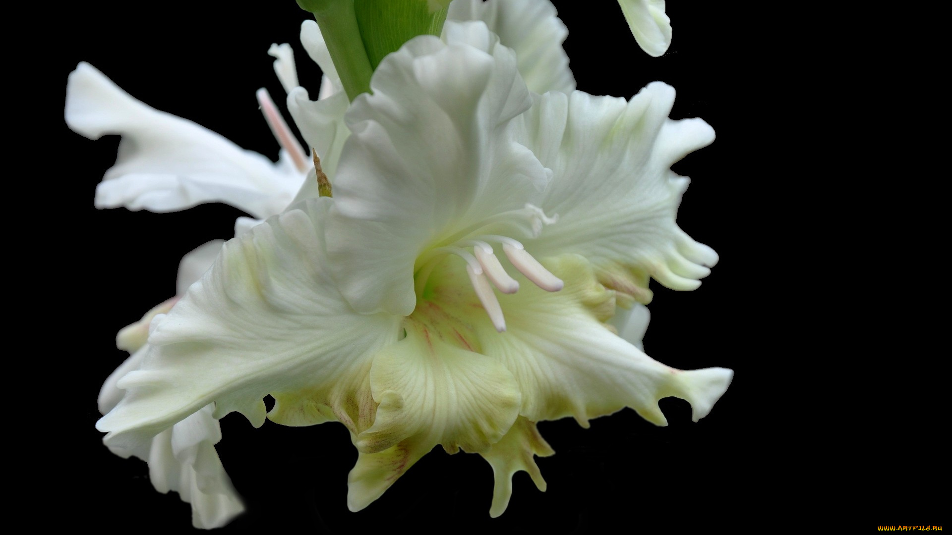 цветы, гладиолусы