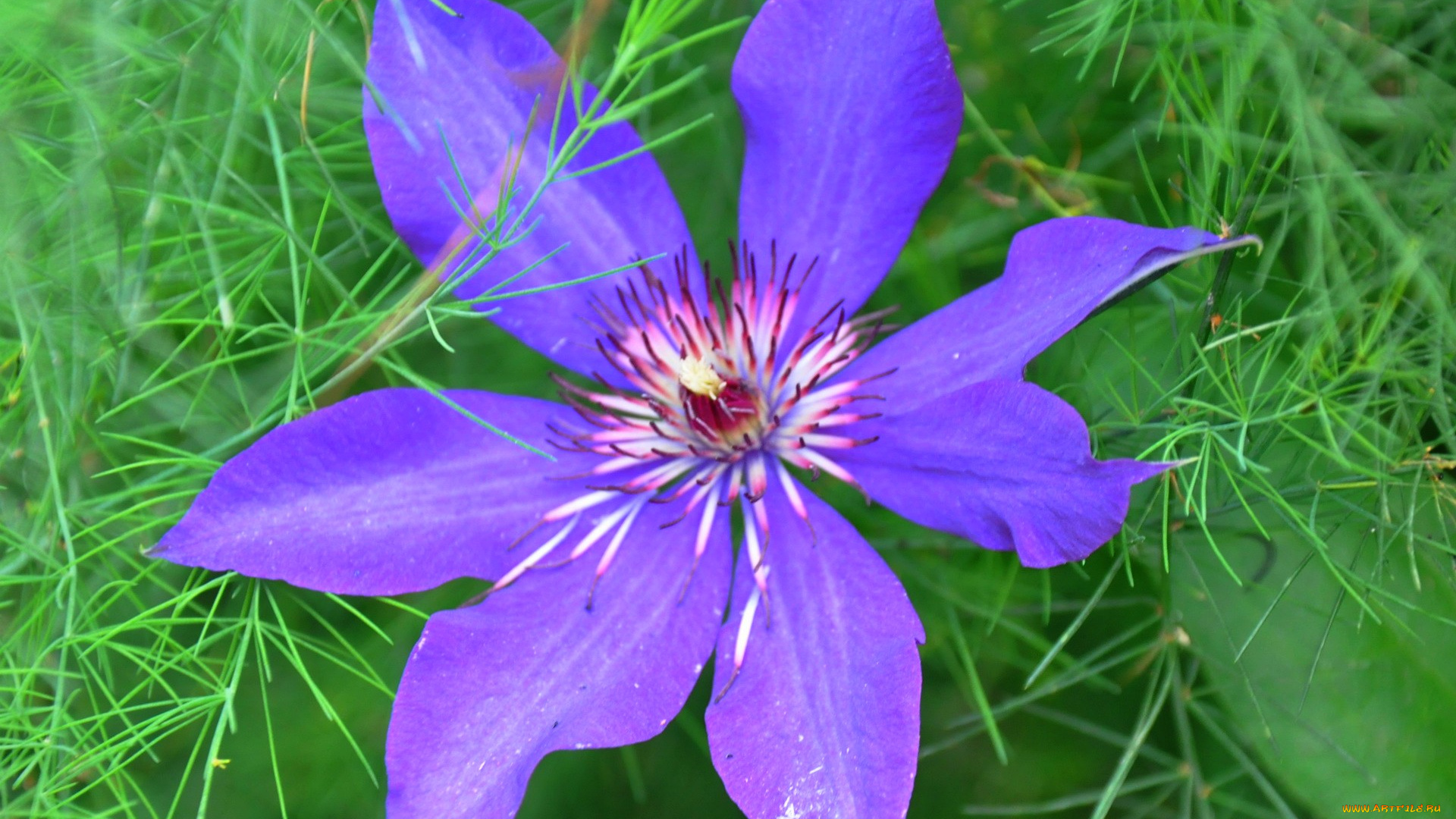 цветы, клематис, ломонос