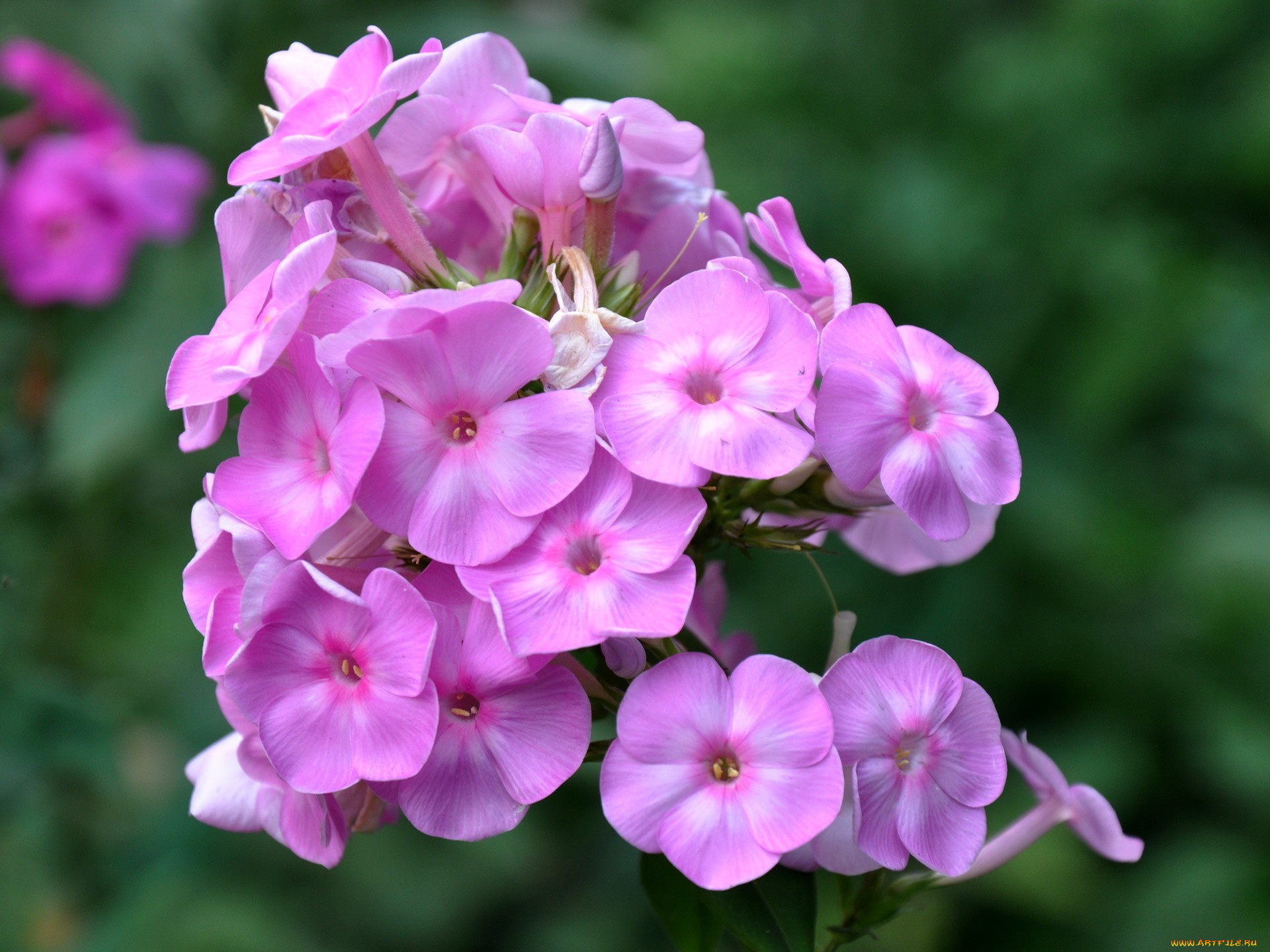 цветы, флоксы