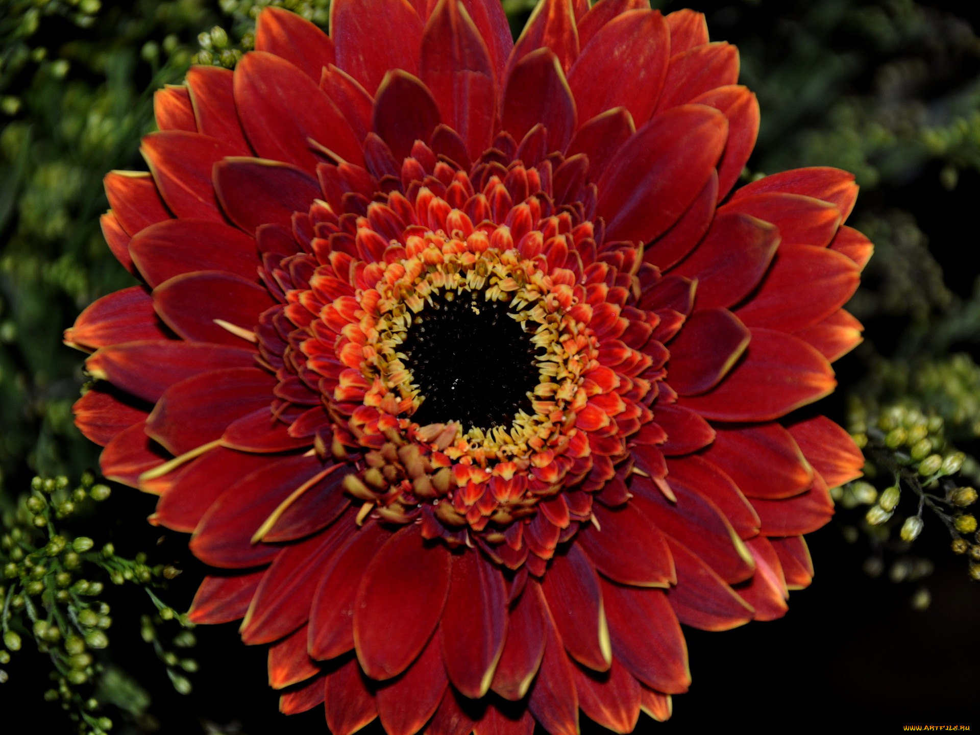 цветы, герберы