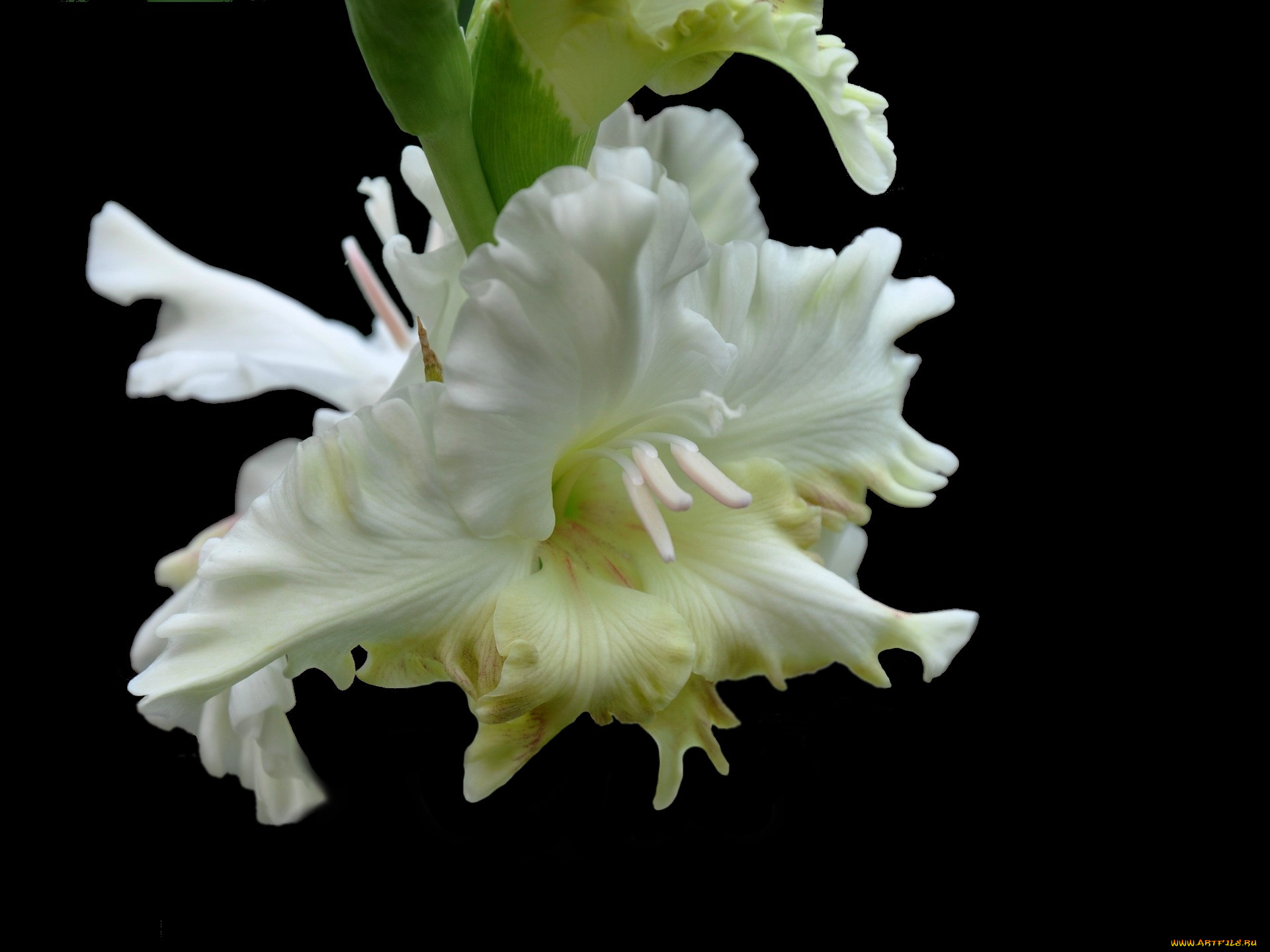 цветы, гладиолусы