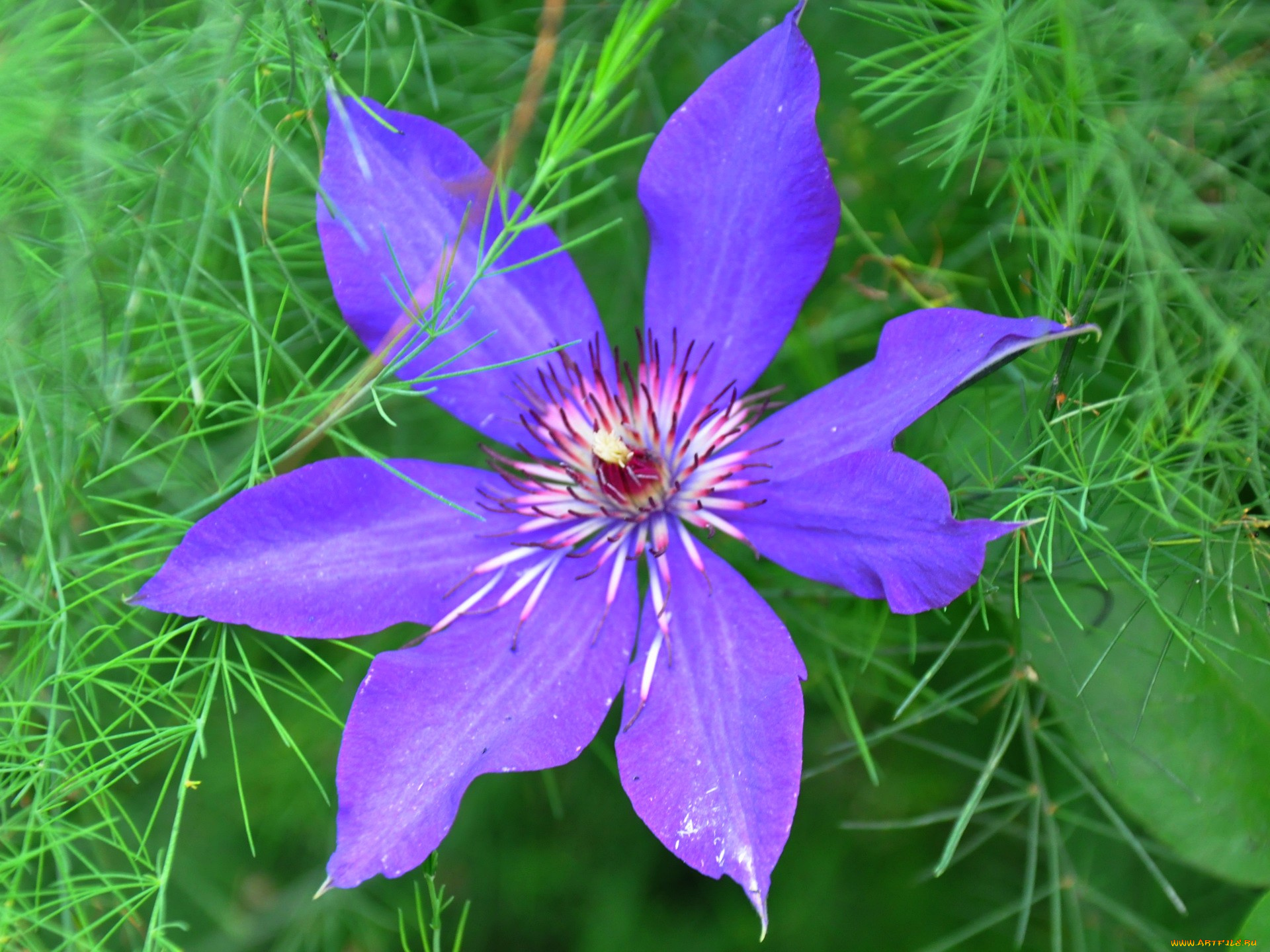 цветы, клематис, ломонос