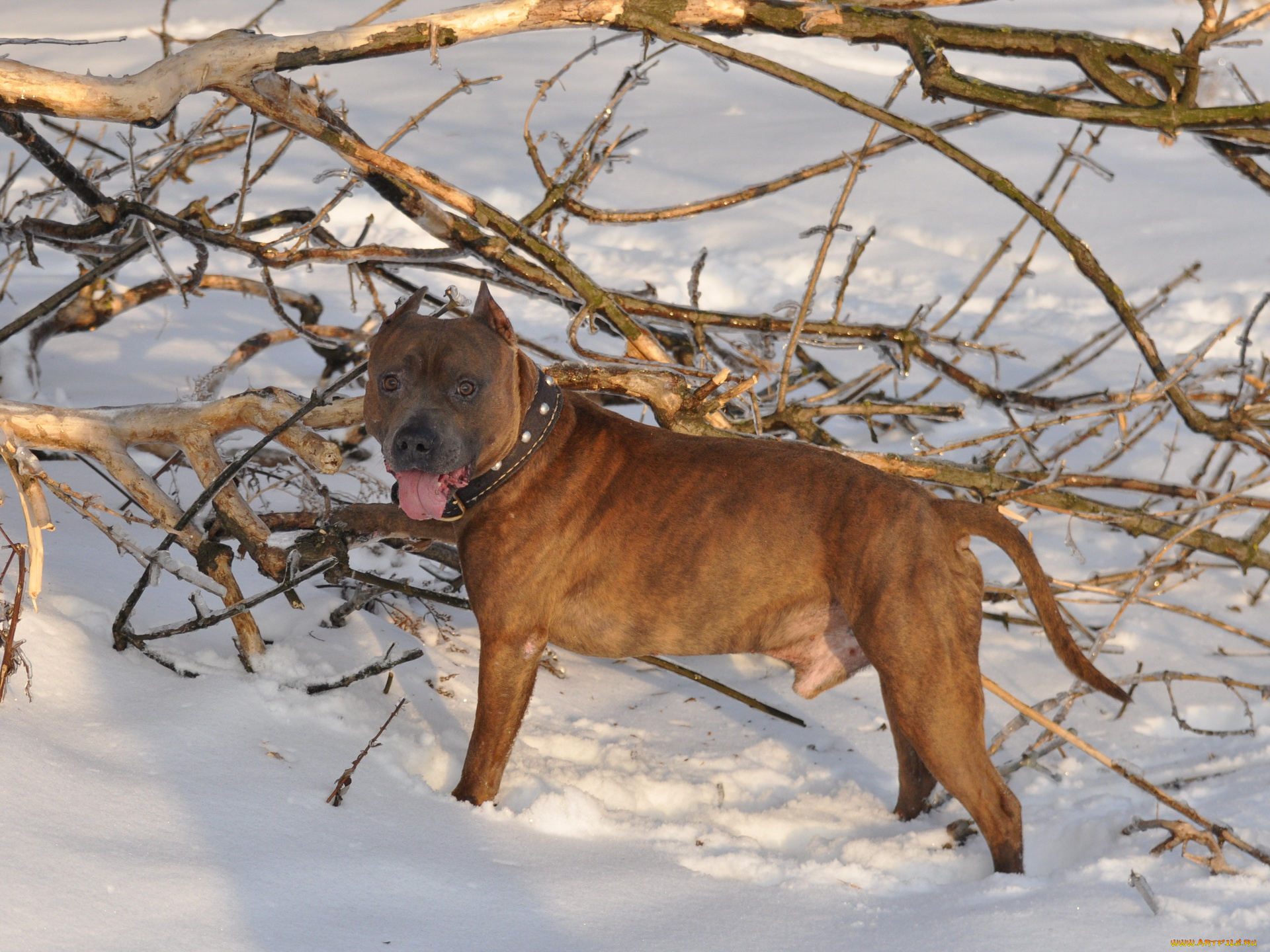 животные, собаки