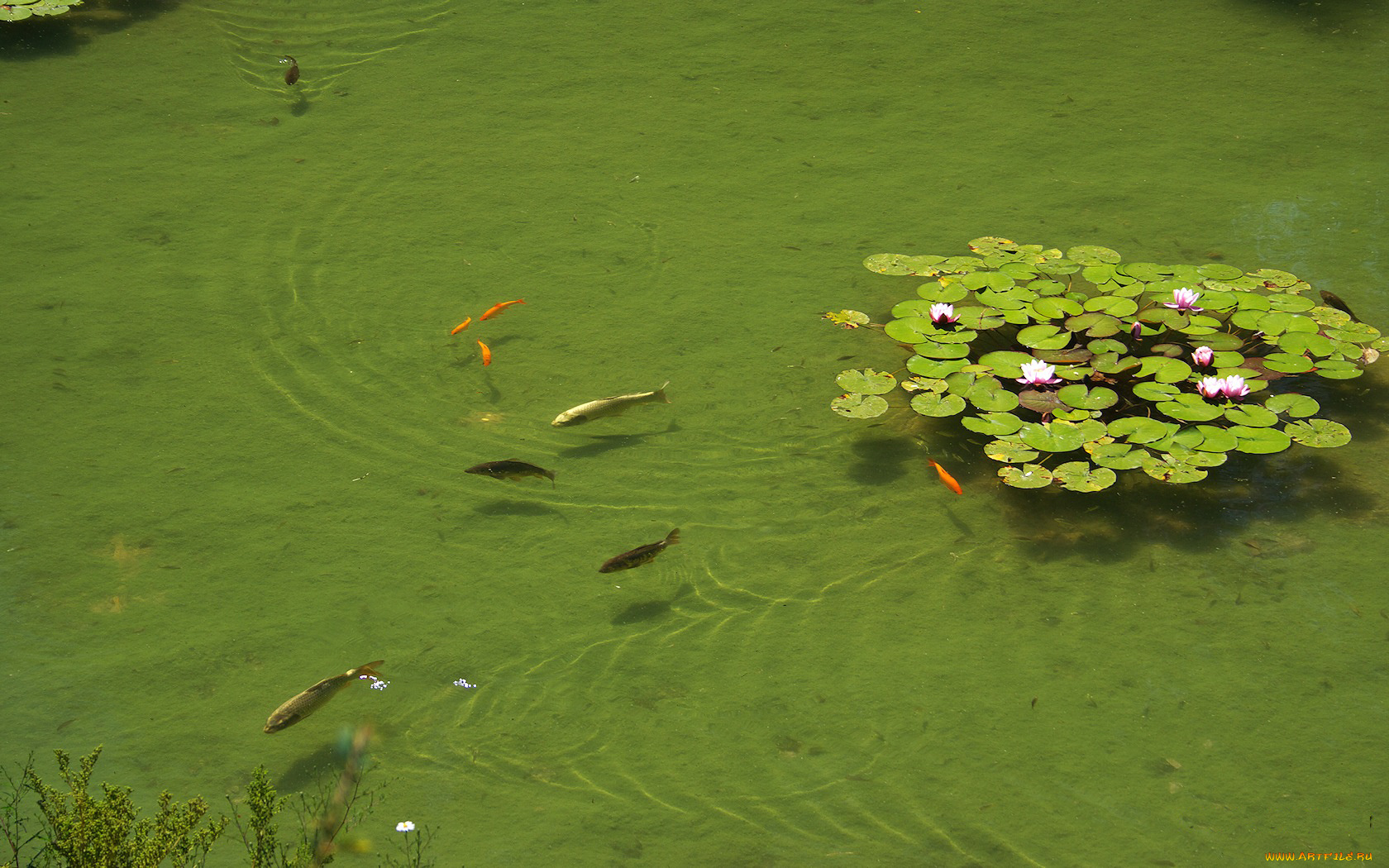 животные, рыбы, пруд, лилии, рыбки