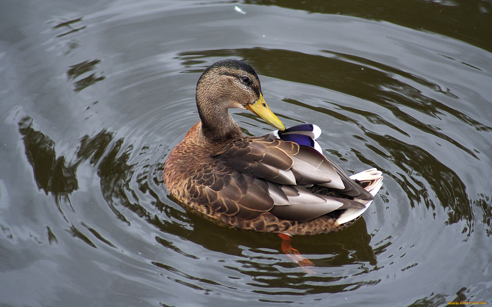 животные, утки, дикая, утка