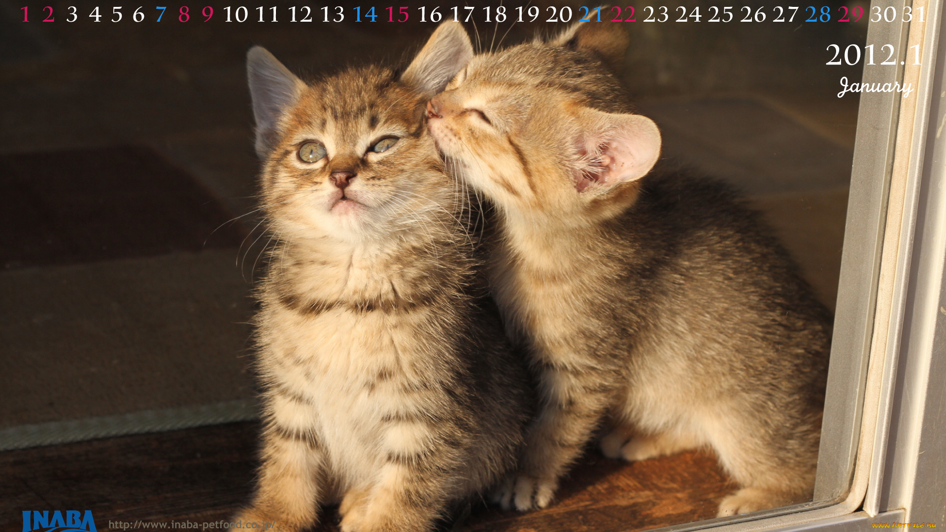 бренды, inaba, котенок