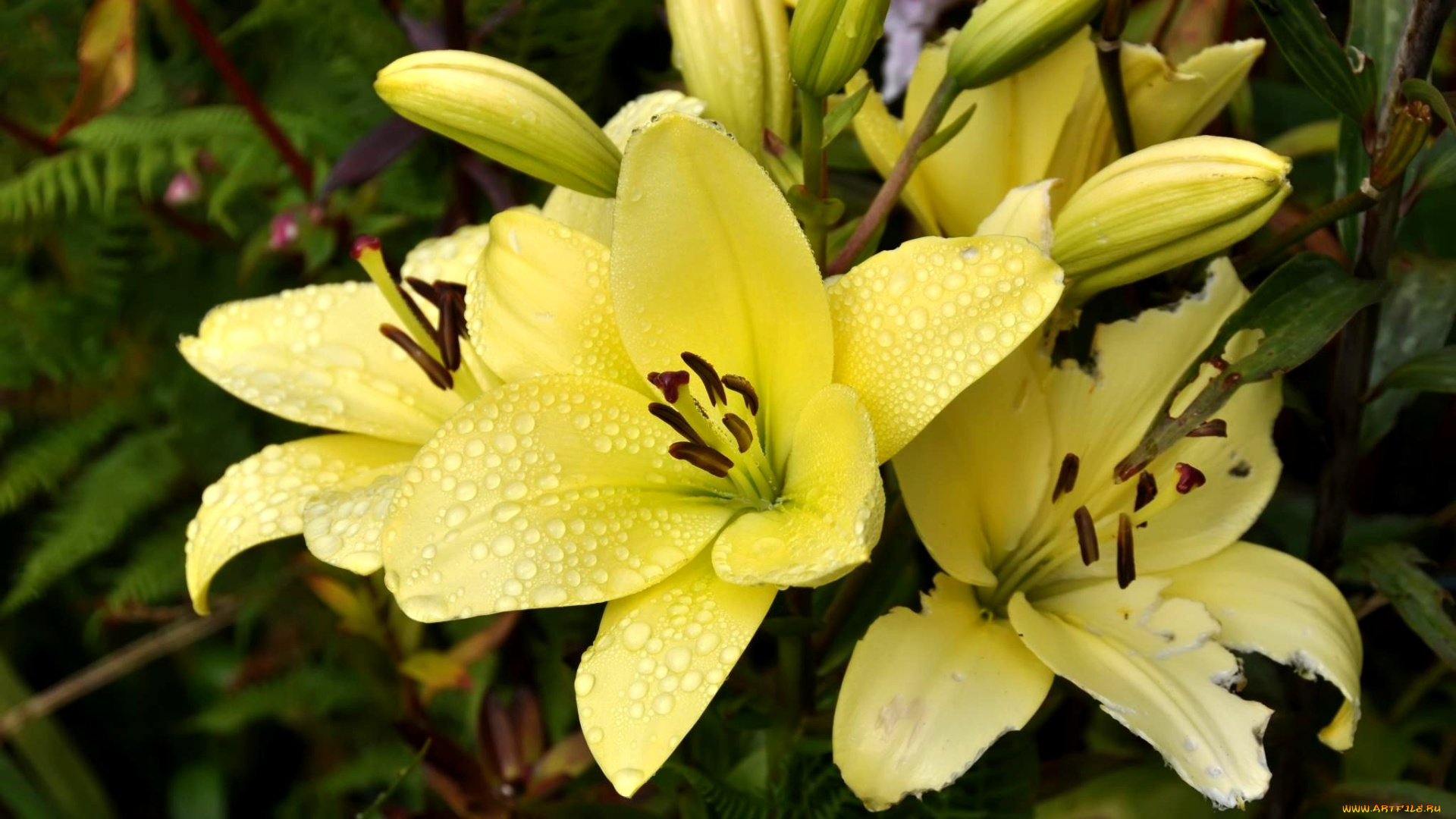 цветы, лилии, лилейники, бутоны, капли, желтый
