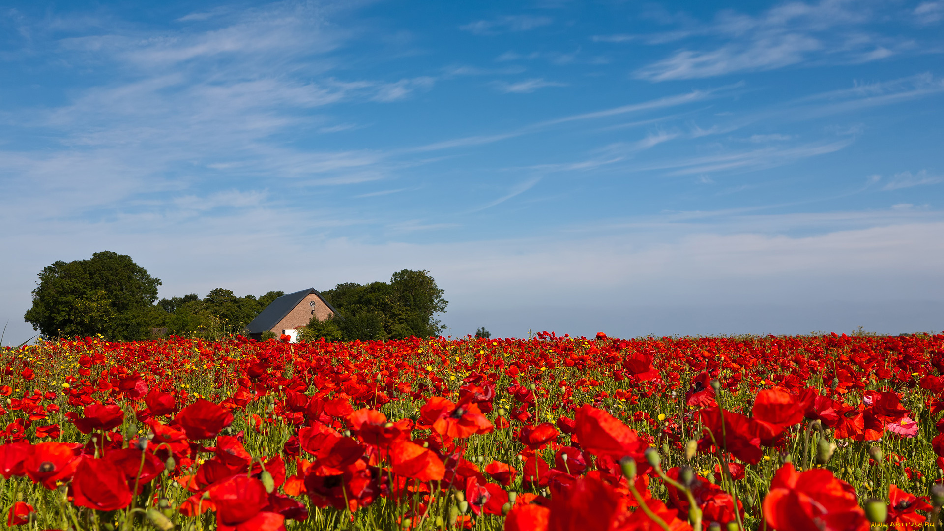 цветы, маки