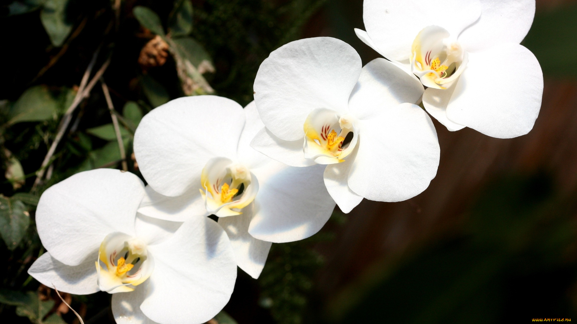 цветы, орхидеи, белый, ветка