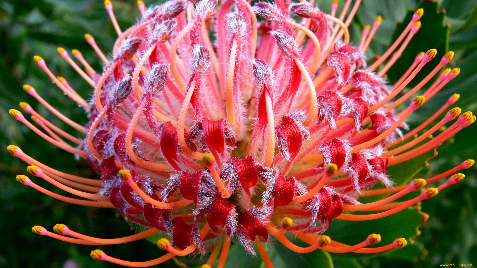 цветы, протея, круглый, большой, экзотика