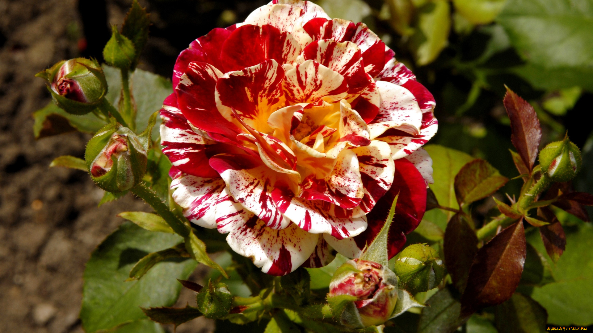цветы, розы, пестрый, бутоны