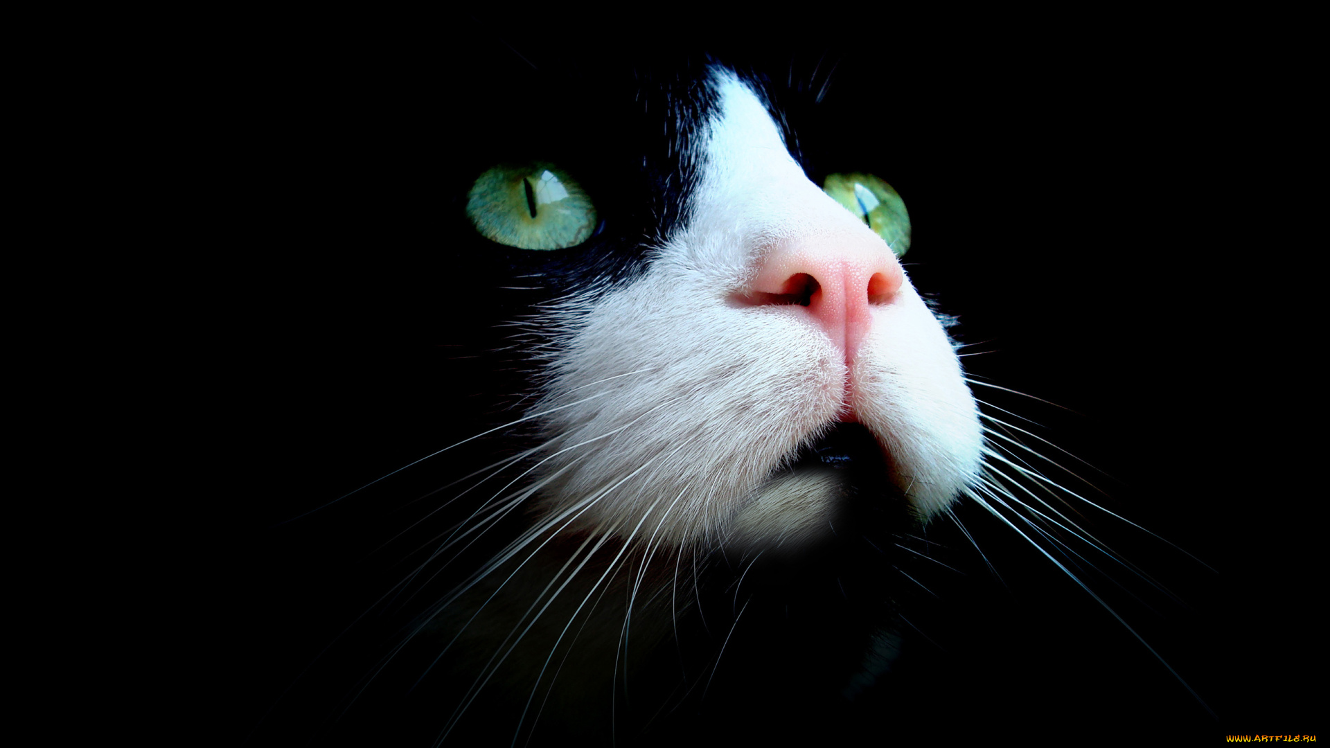 животные, коты, кот, кошка, чёрный, морда, нос, взгляд