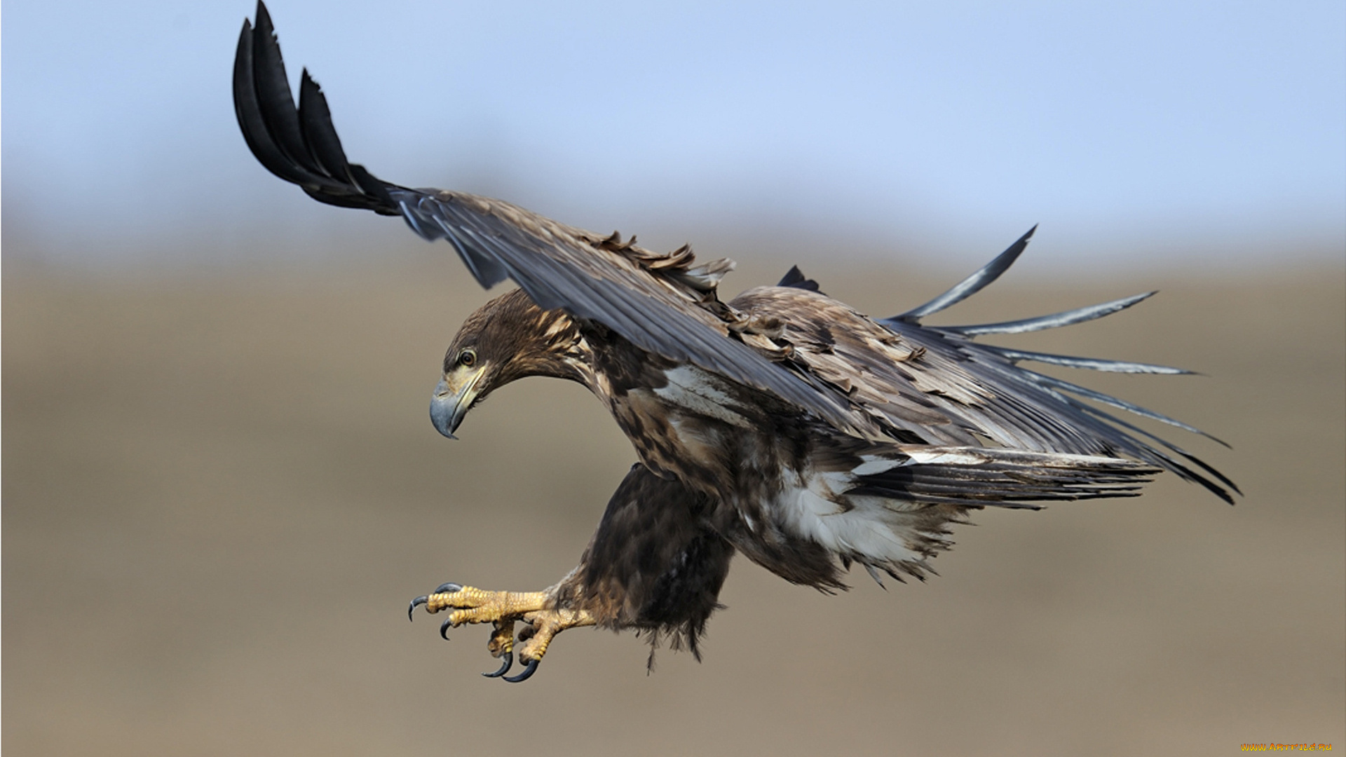 животные, птицы, хищники, хищник, беркут