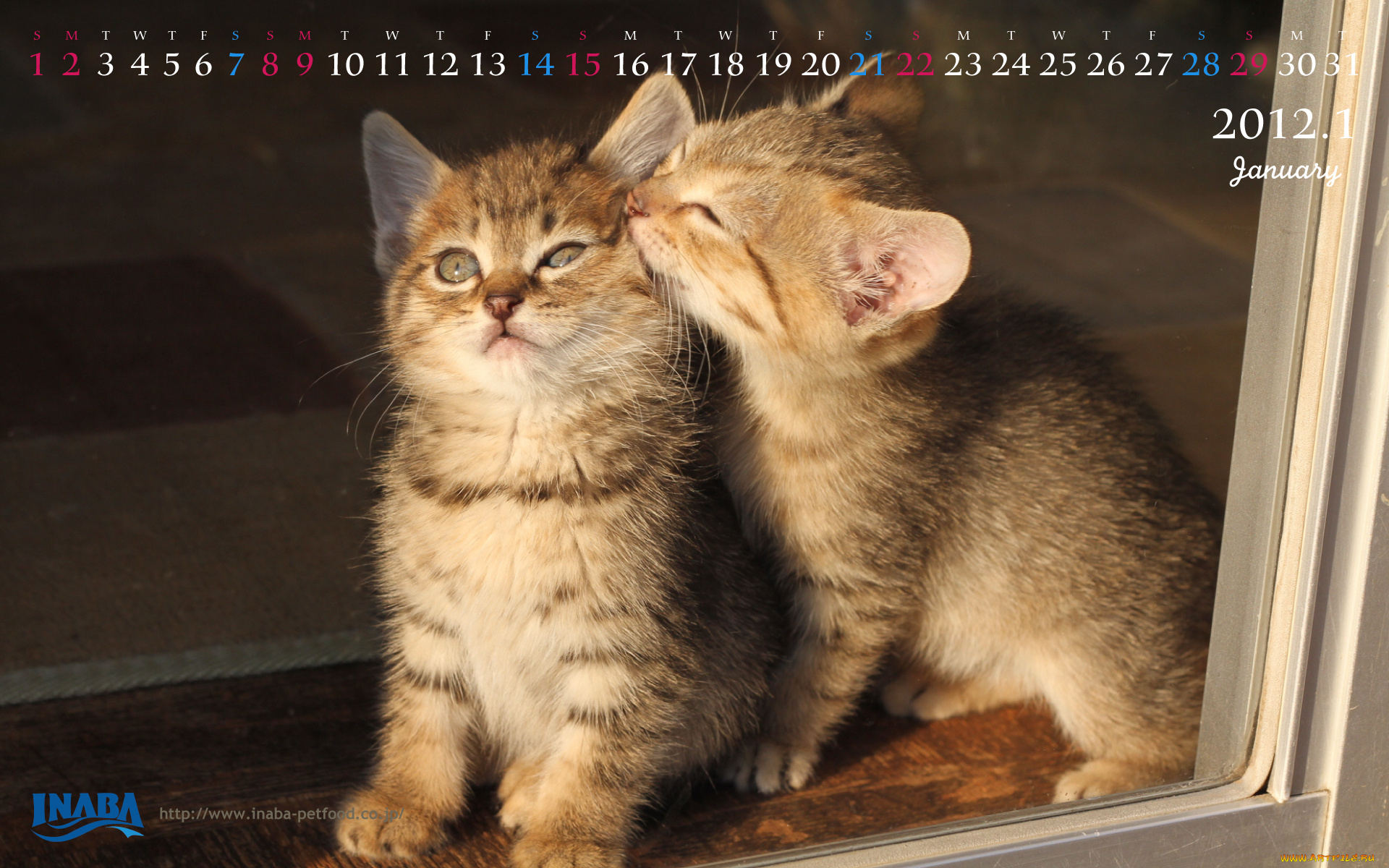 бренды, inaba, котенок