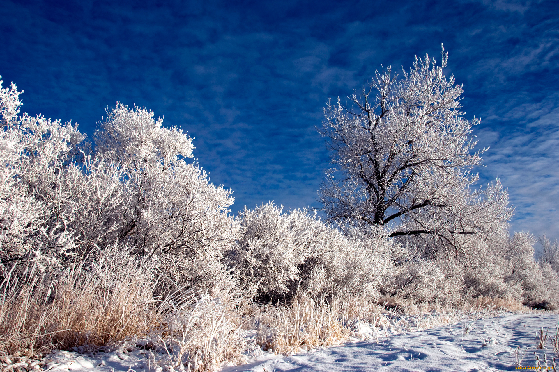 природа, зима, деревья, снег
