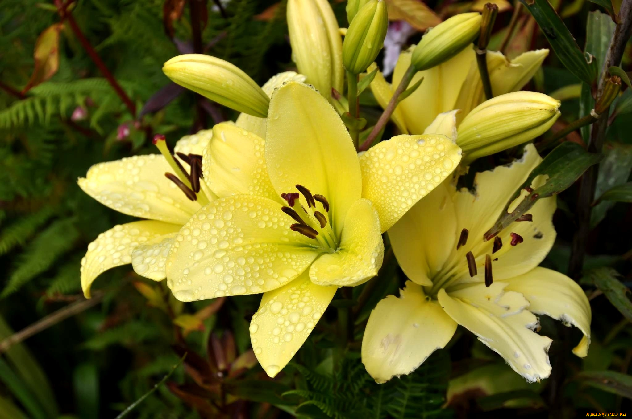 цветы, лилии, лилейники, бутоны, капли, желтый