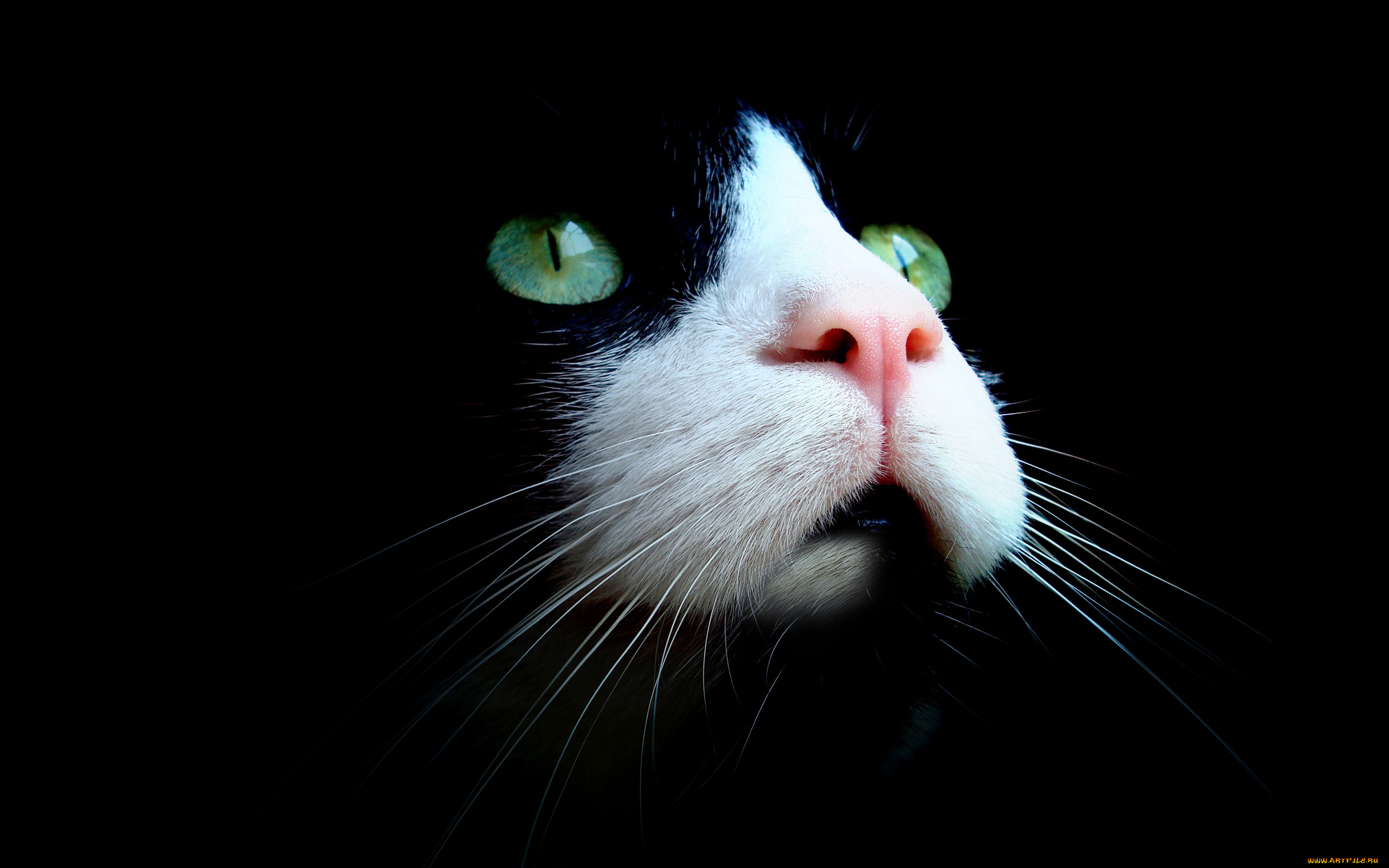 животные, коты, кот, кошка, чёрный, морда, нос, взгляд