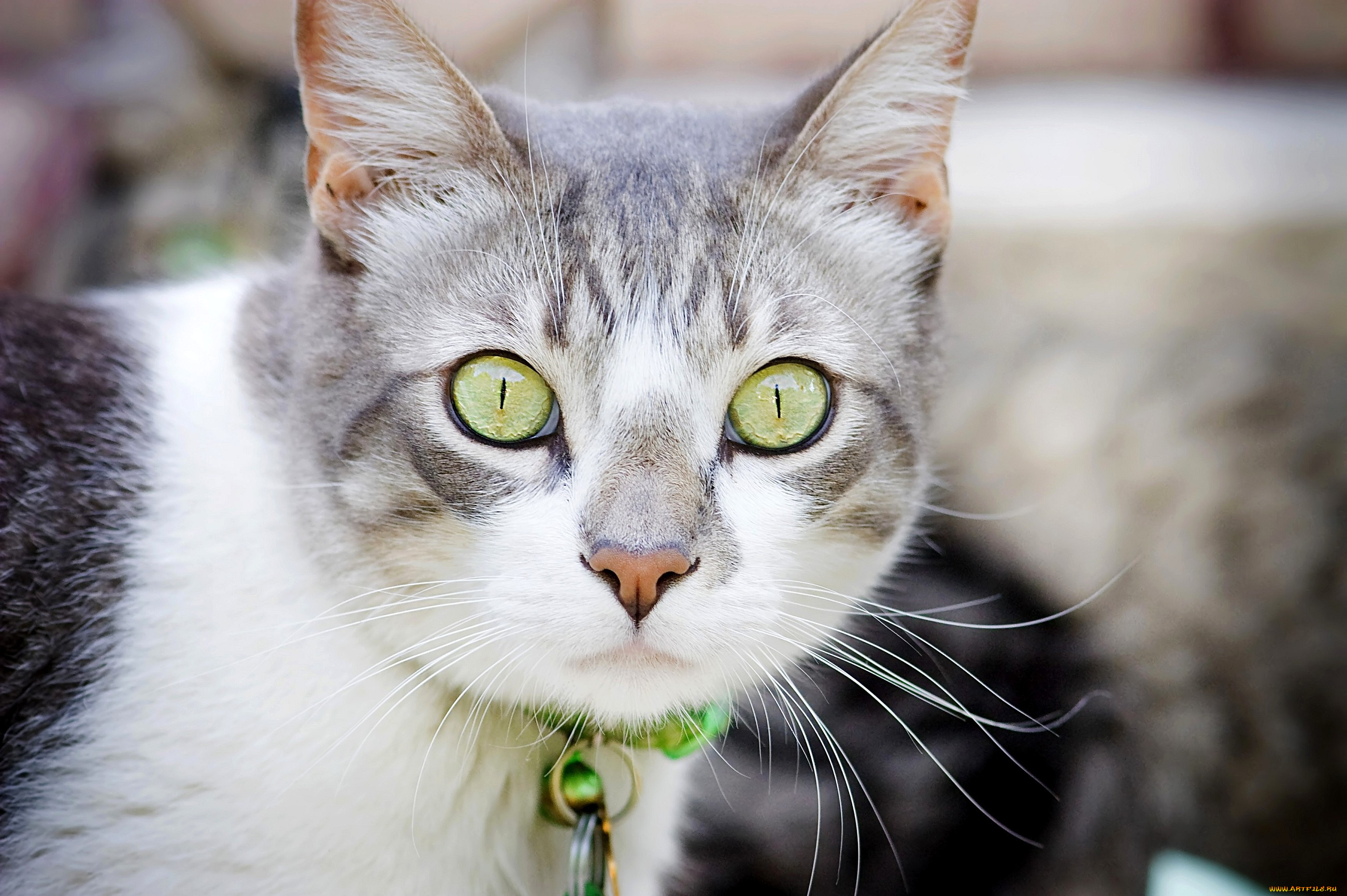 животные, коты, взгляд, внимание