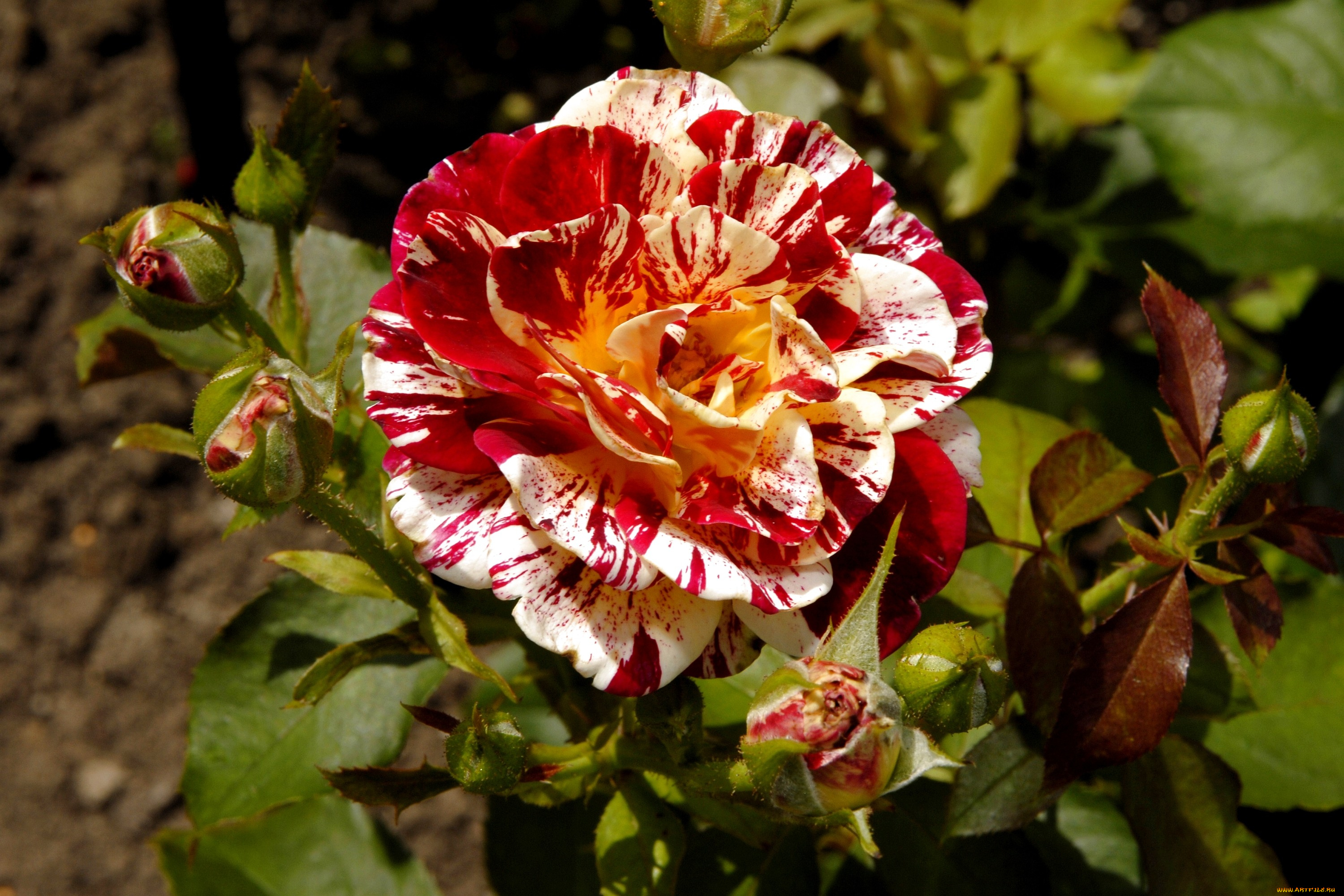 цветы, розы, пестрый, бутоны