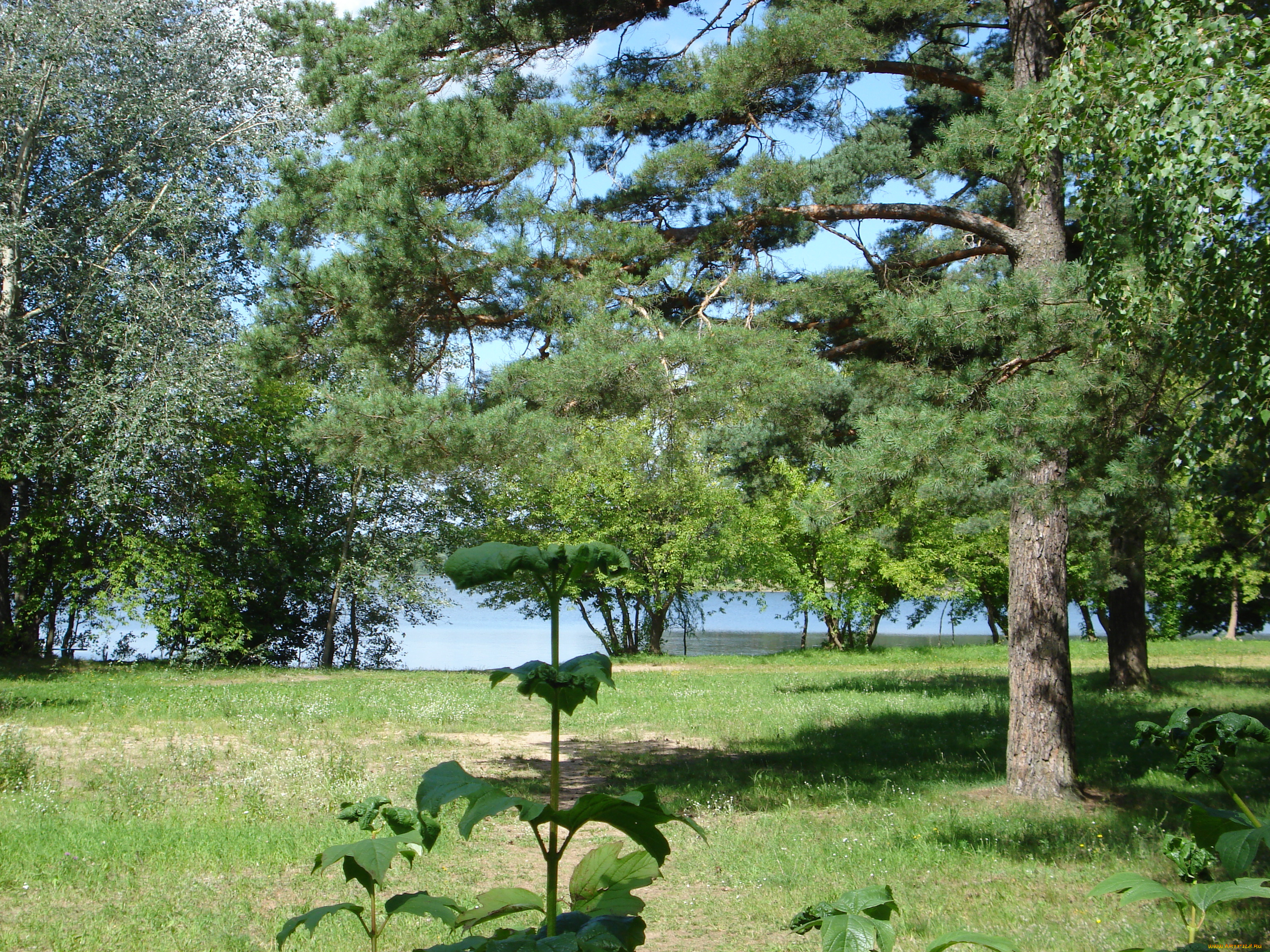 природа, деревья