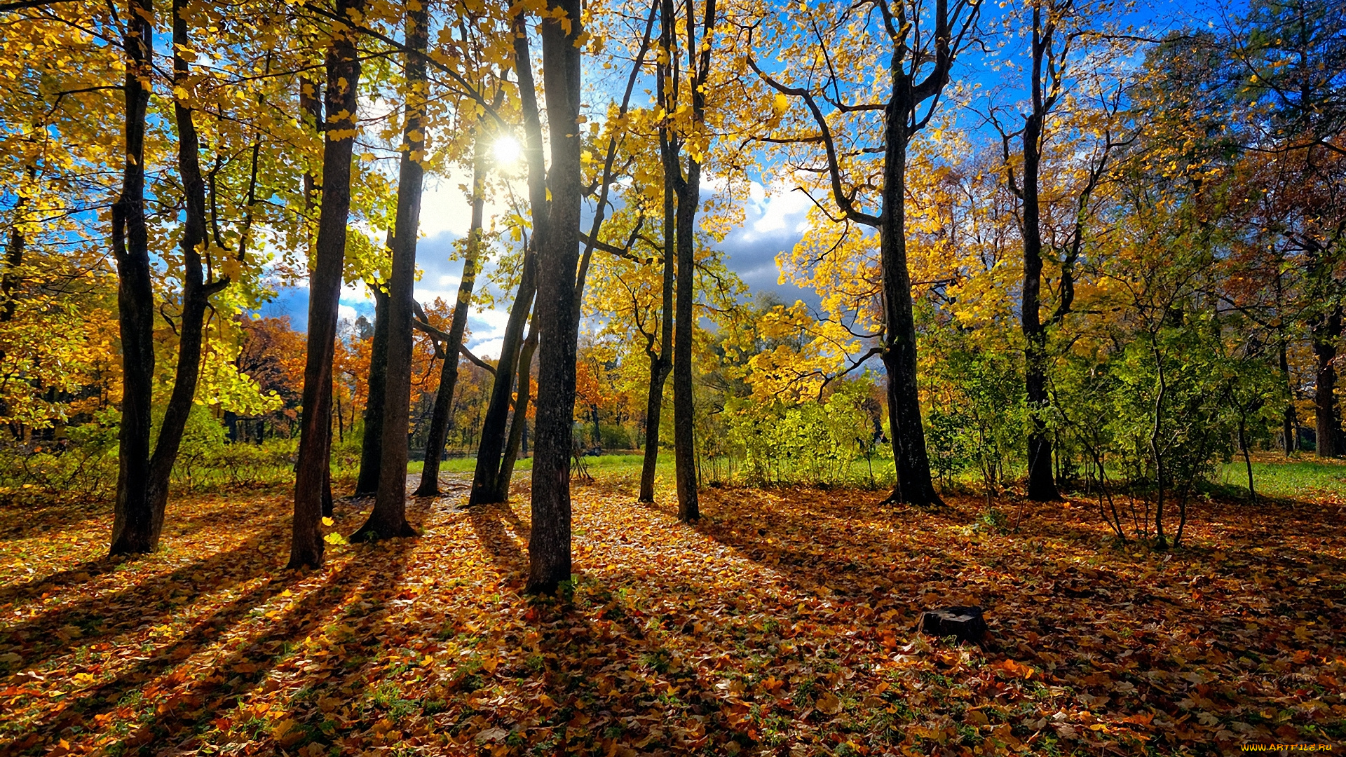 природа, деревья, осень, листья