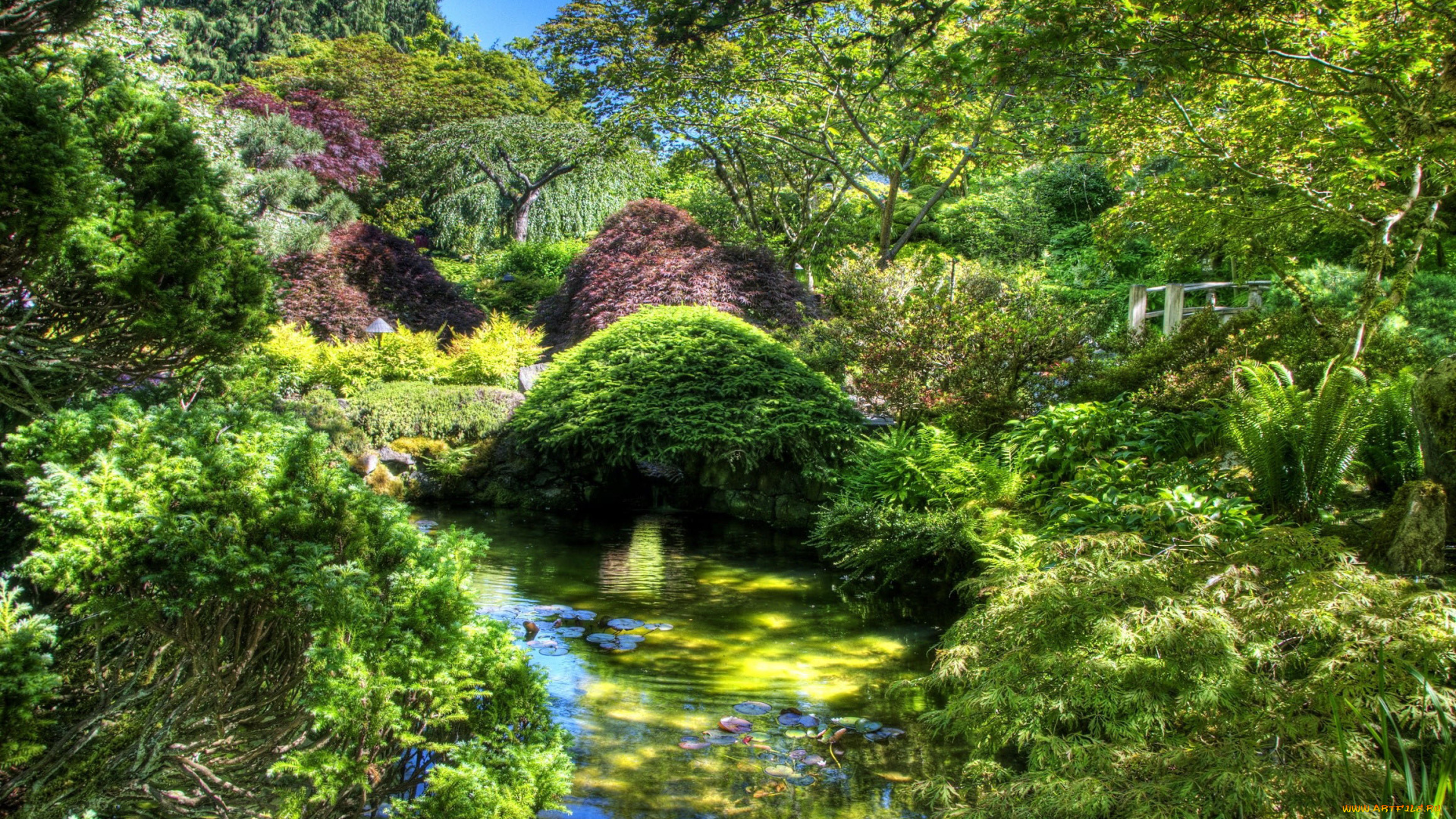 природа, парк, кусты, водоем