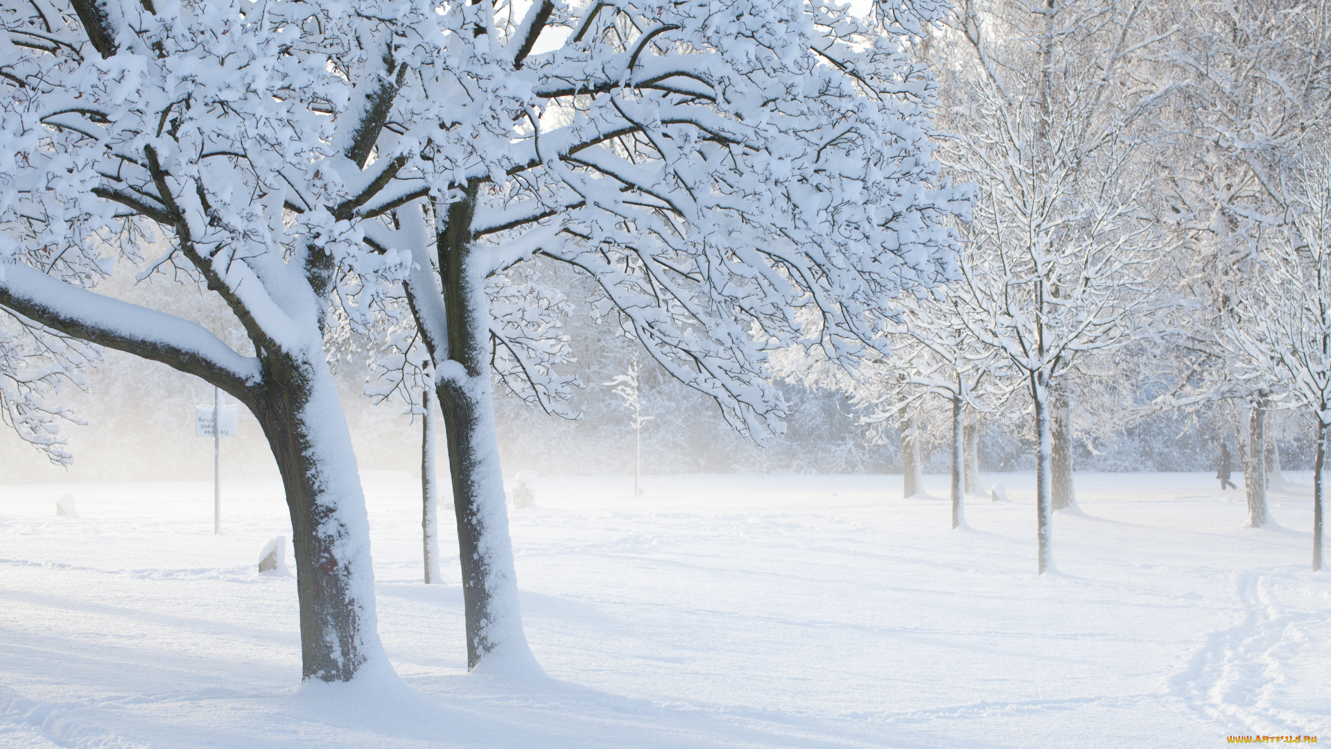 природа, зима, деревья, снег