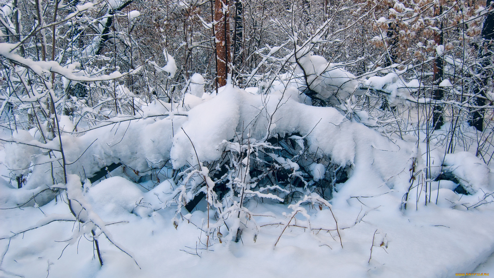 природа, зима, лес, снег