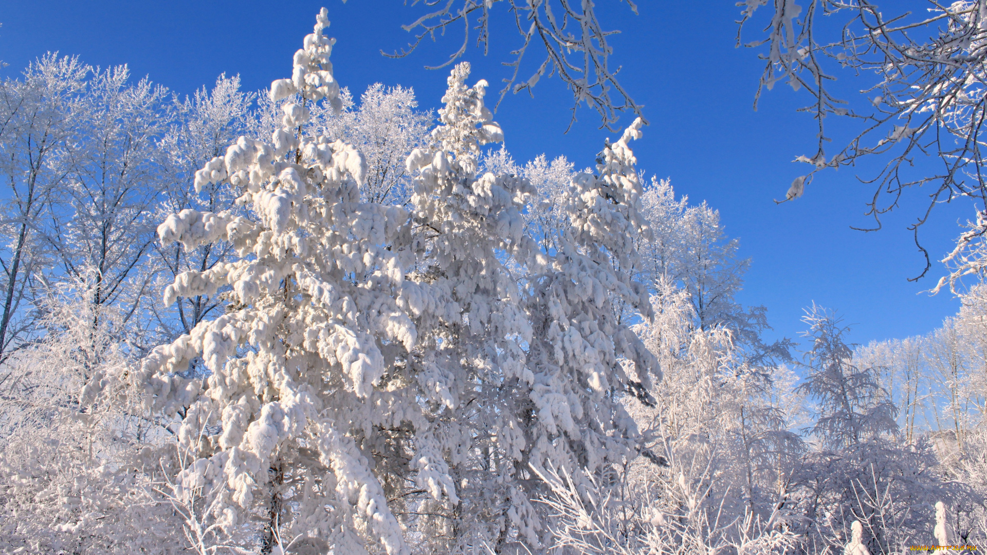 природа, зима, снег