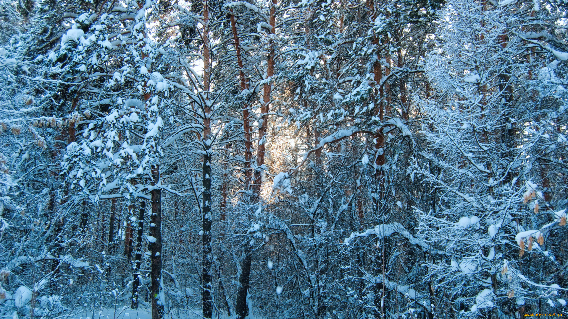 природа, зима, снег, лес