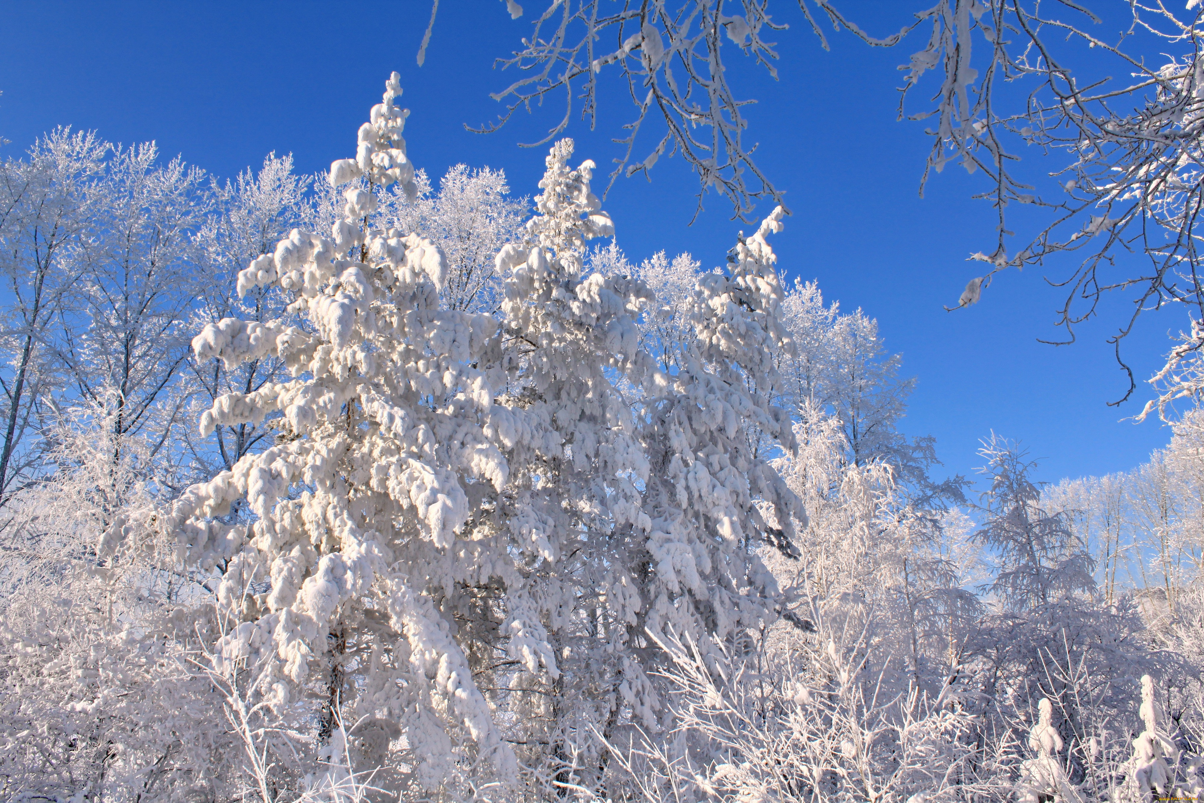 природа, зима, снег