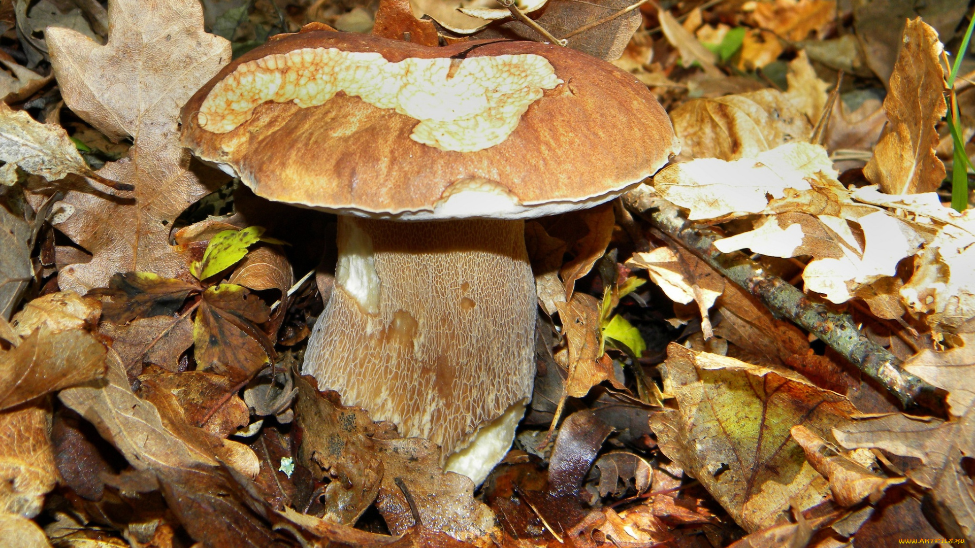 природа, грибы, боровик, трава, лес, листья