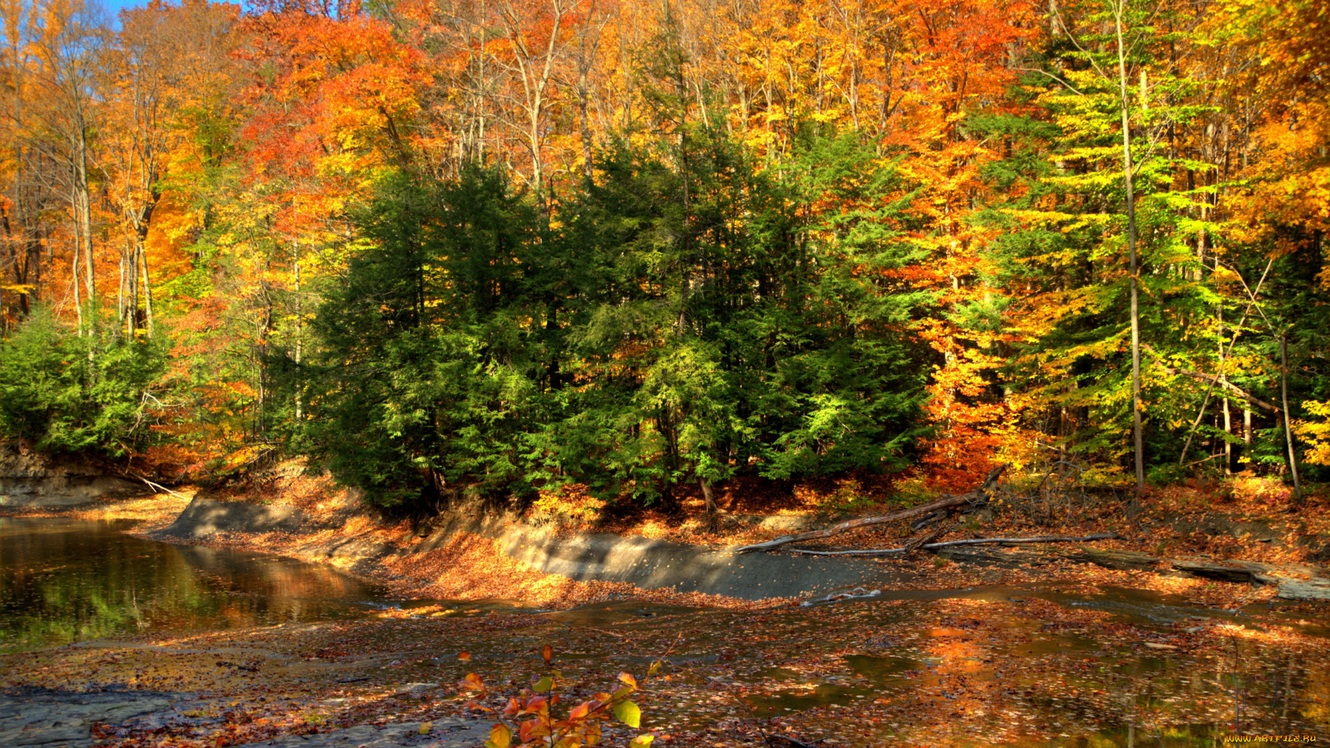 природа, лес, осень, листва, кусты