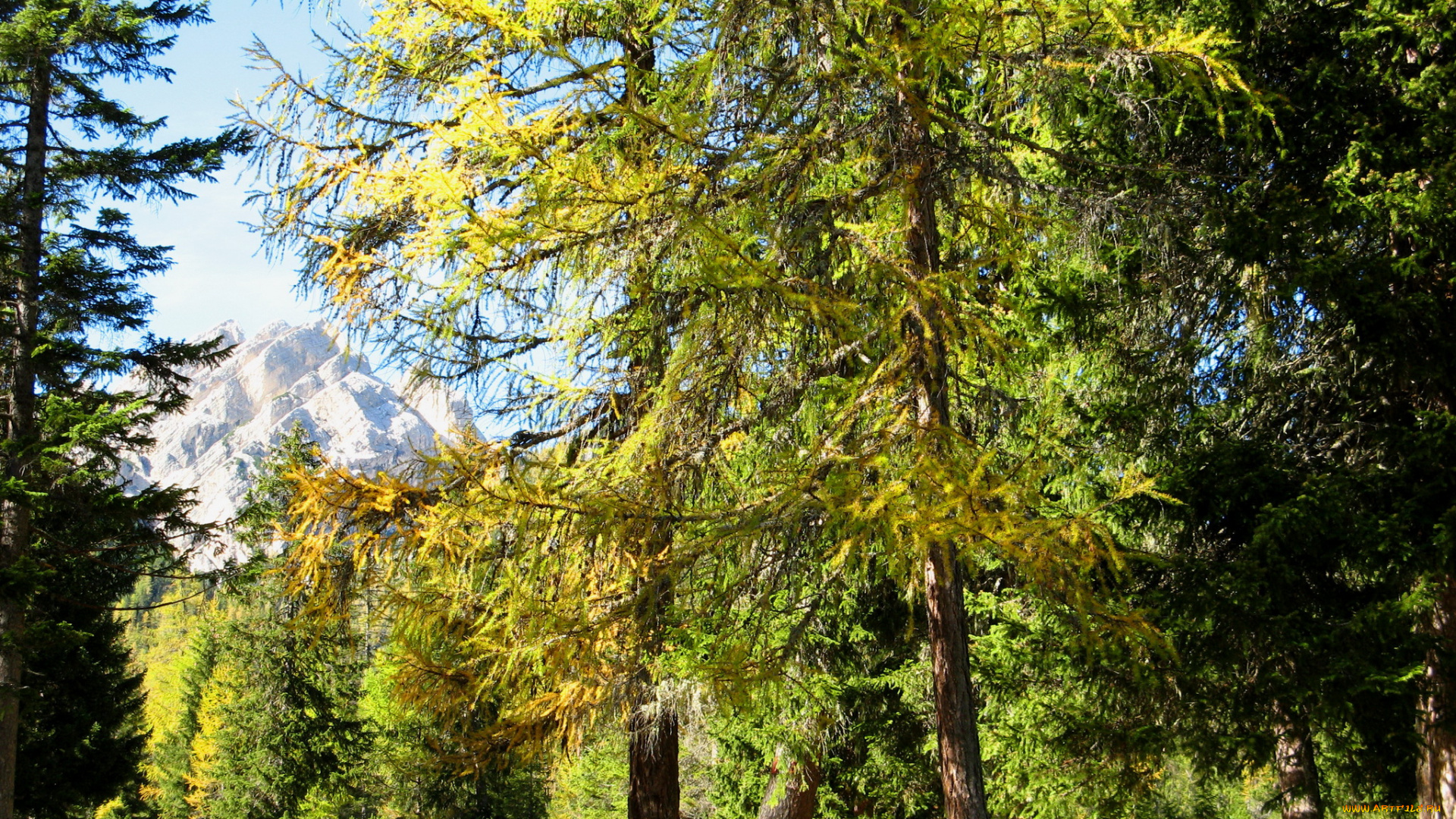 south, tyrol, , italy, природа, парк, дорожки, италия, сосны