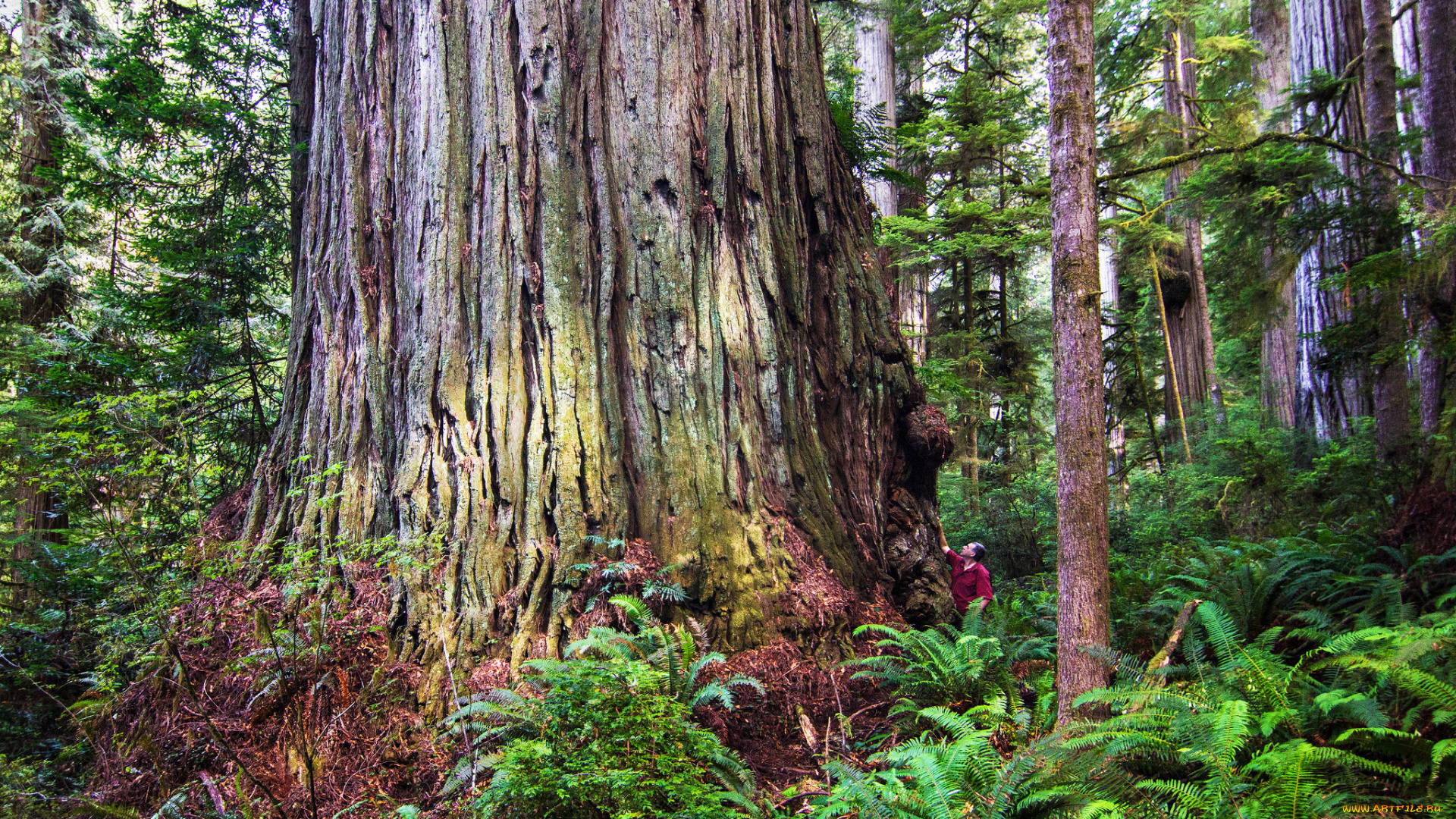 природа, деревья, лес, секвойя