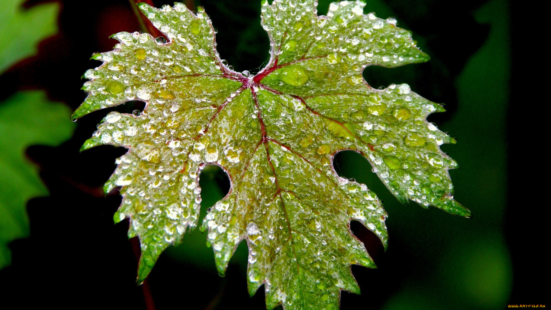 природа, листья, капли, вода, зеленый, листок, macro, макро