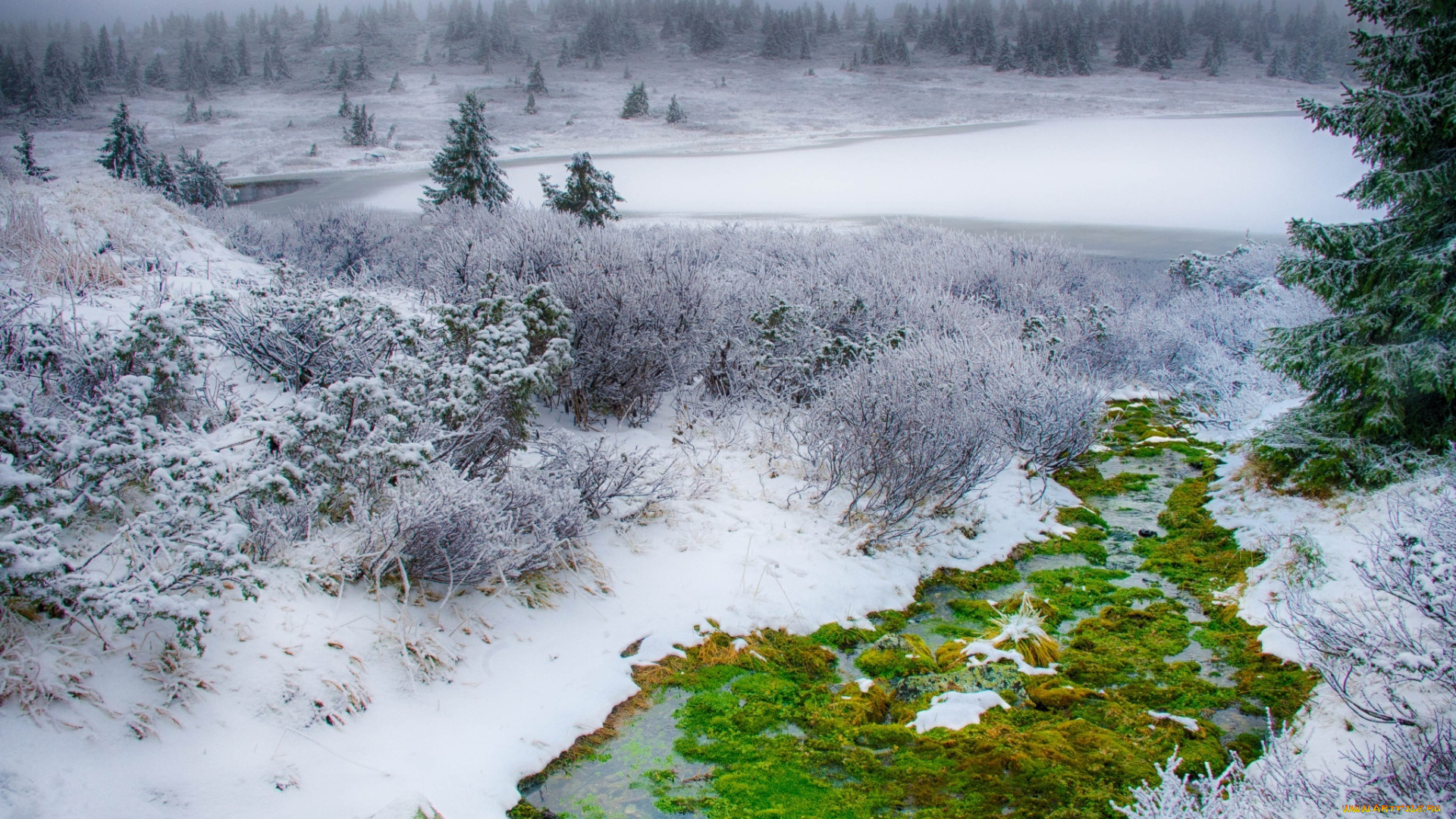 природа, зима, forest, tree, field, christmas, bush, moss, grass, green, nature, зелень, кусты, поле, елка, ель, мох, winter, snow, трава, снег