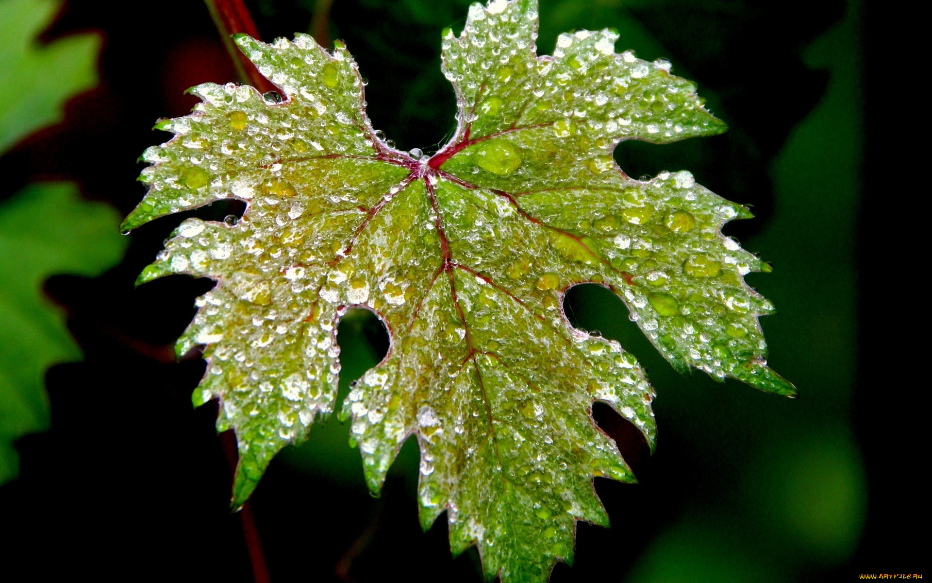 природа, листья, капли, вода, зеленый, листок, macro, макро