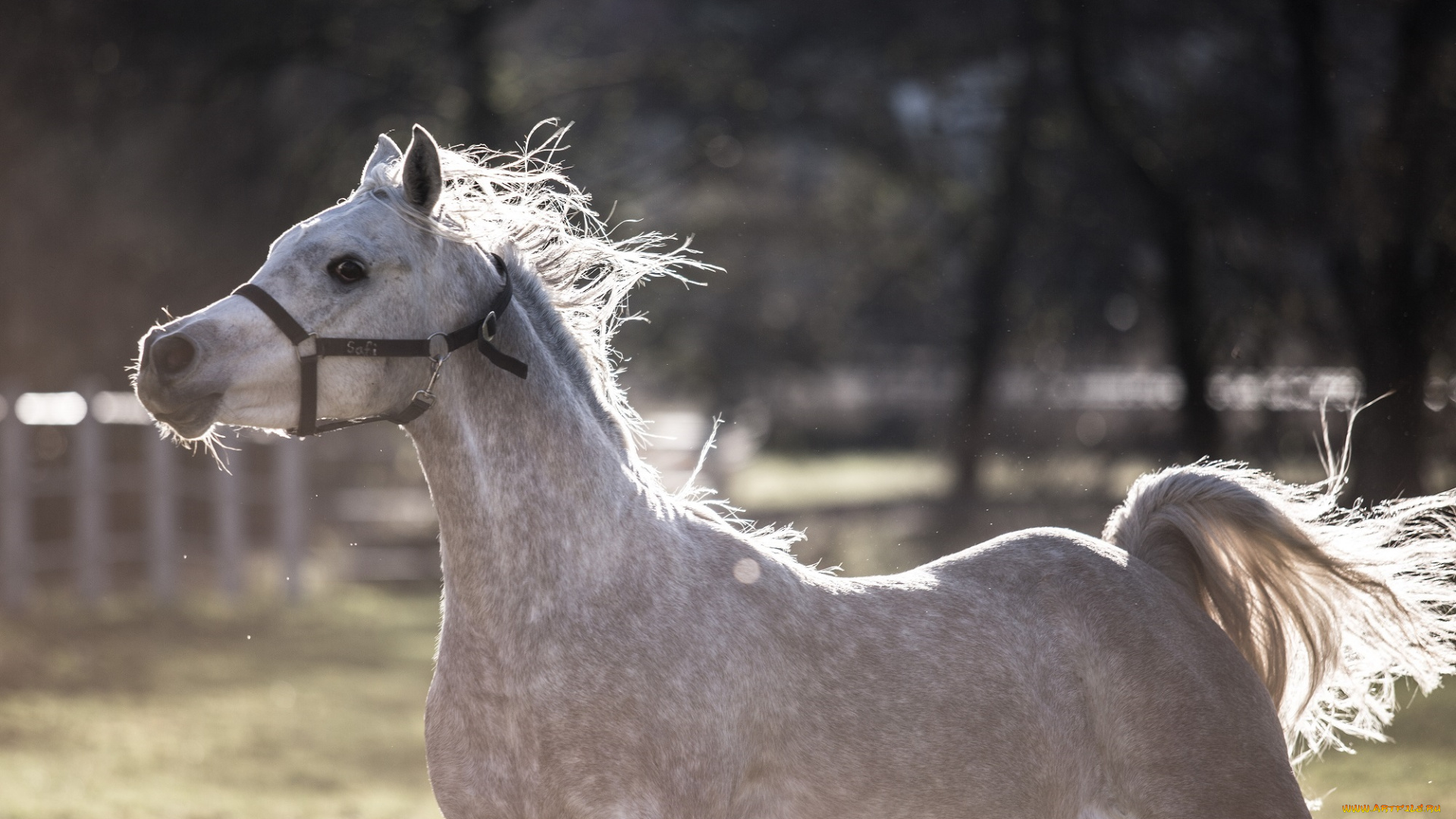 автор, , oliverseitz, животные, лошади, движение, бег, хвост, грива, серый, игра, конь