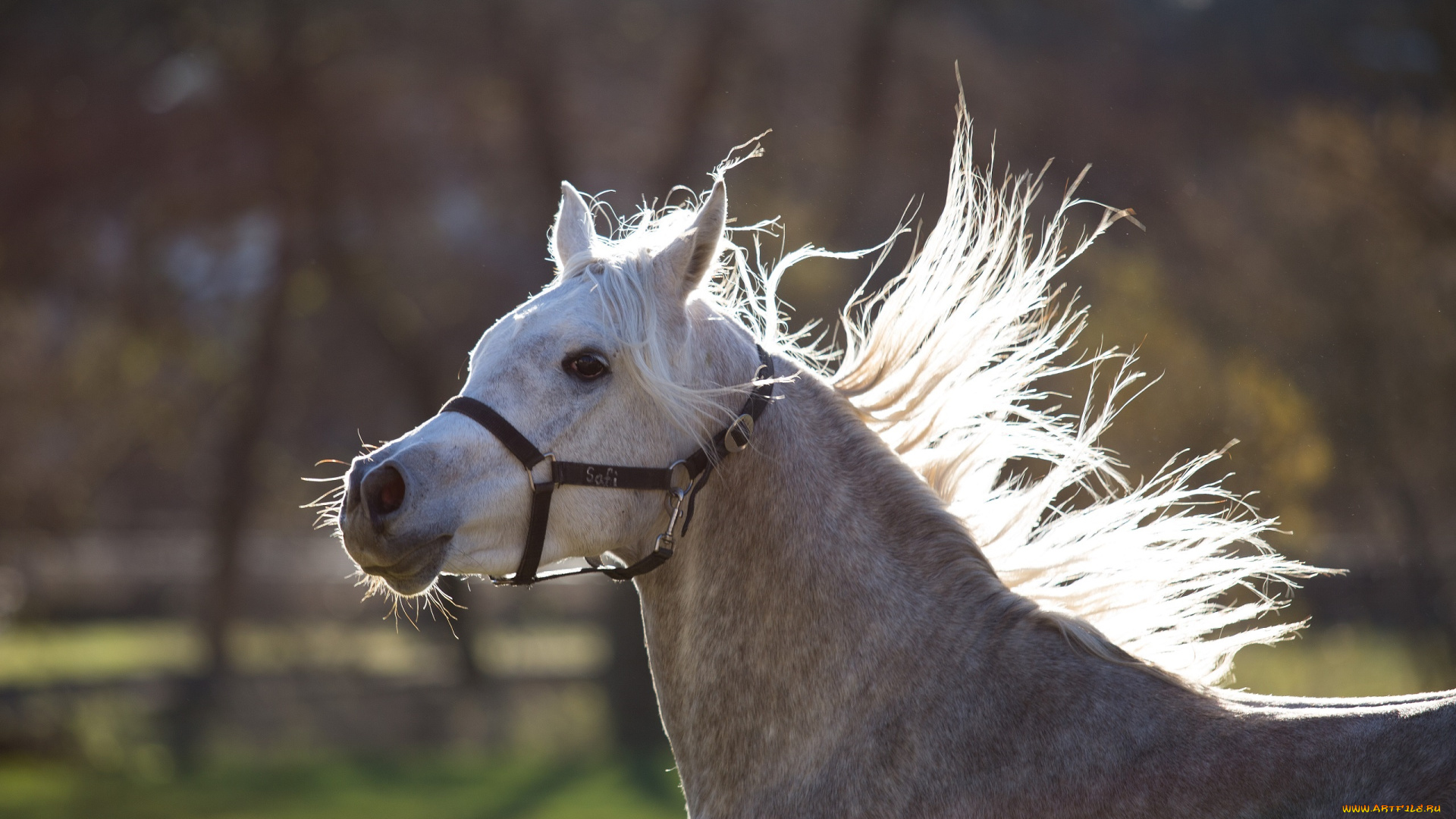автор, , oliverseitz, животные, лошади, движение, морда, грива, недоуздок, бег, серый, конь