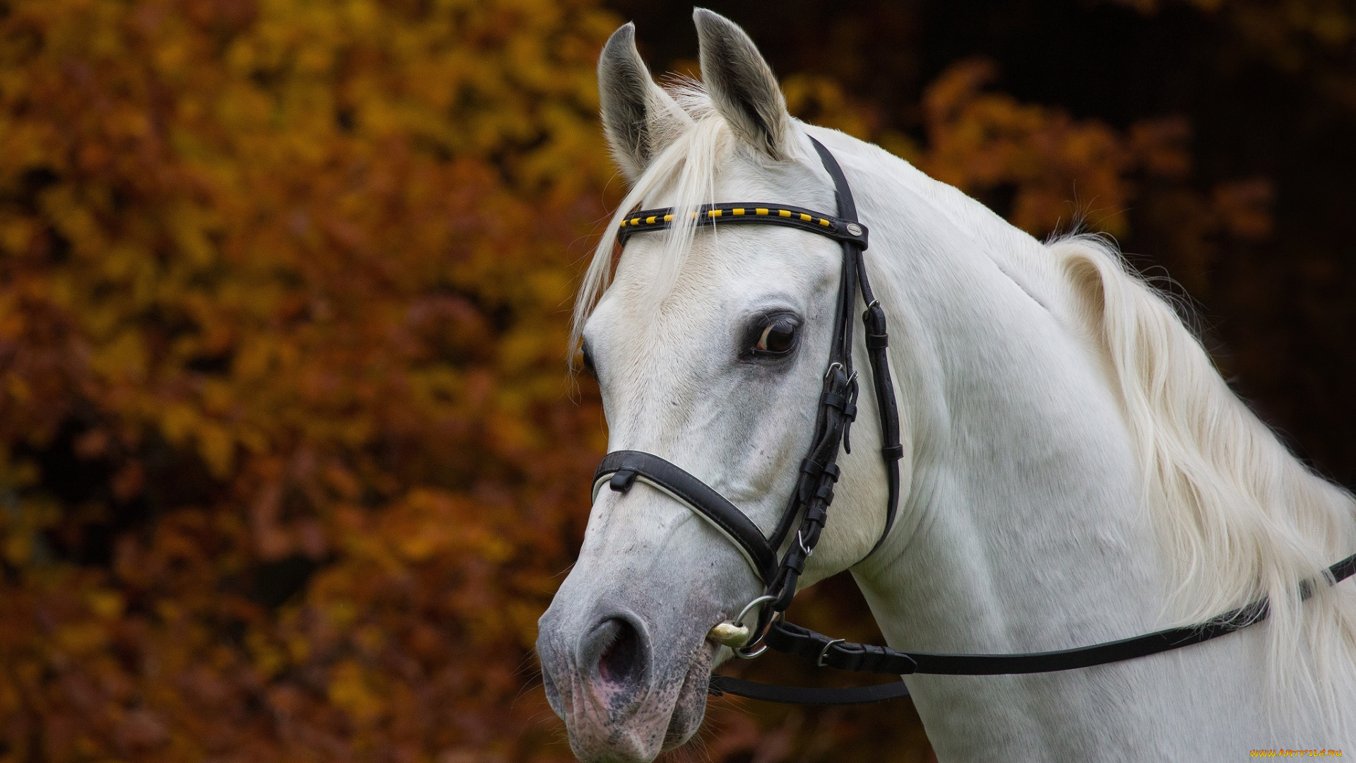 автор, , oliverseitz, животные, лошади, грива, морда, осень, уздечка, белый, конь