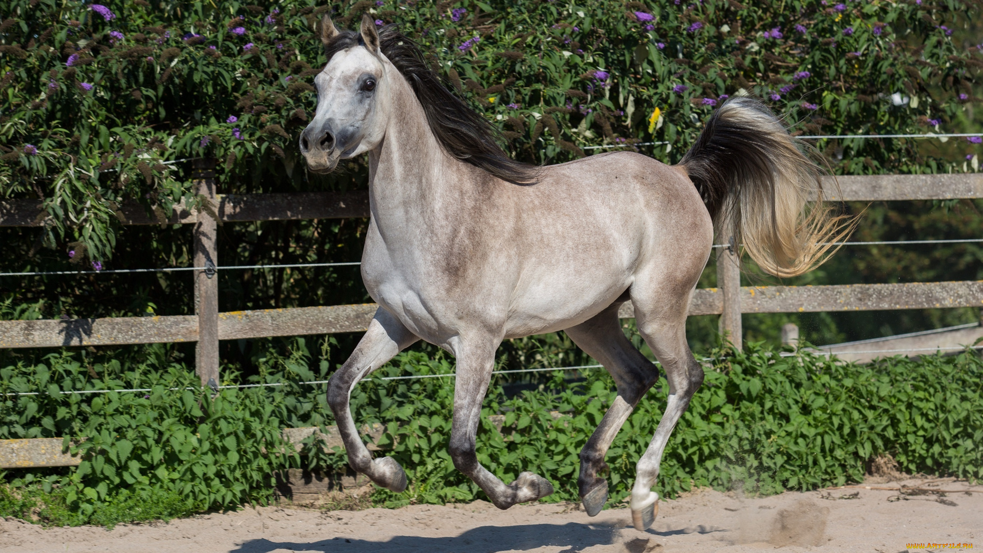 автор, , oliverseitz, животные, лошади, конь, серый, грива, хвост, грация, бег, галоп, движение, загон