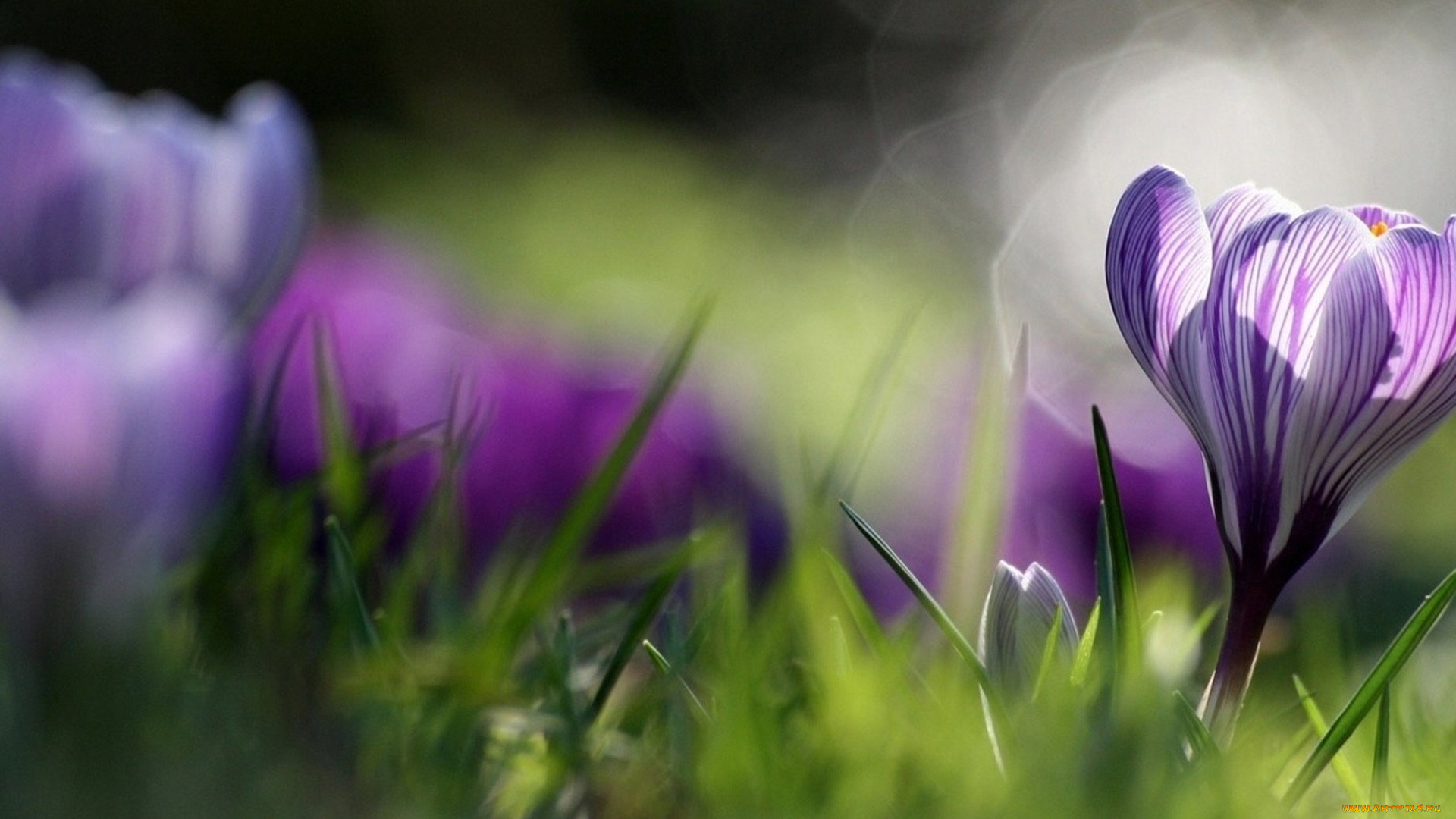 цветы, крокусы, полосатый, блики, трава, крокус, макро